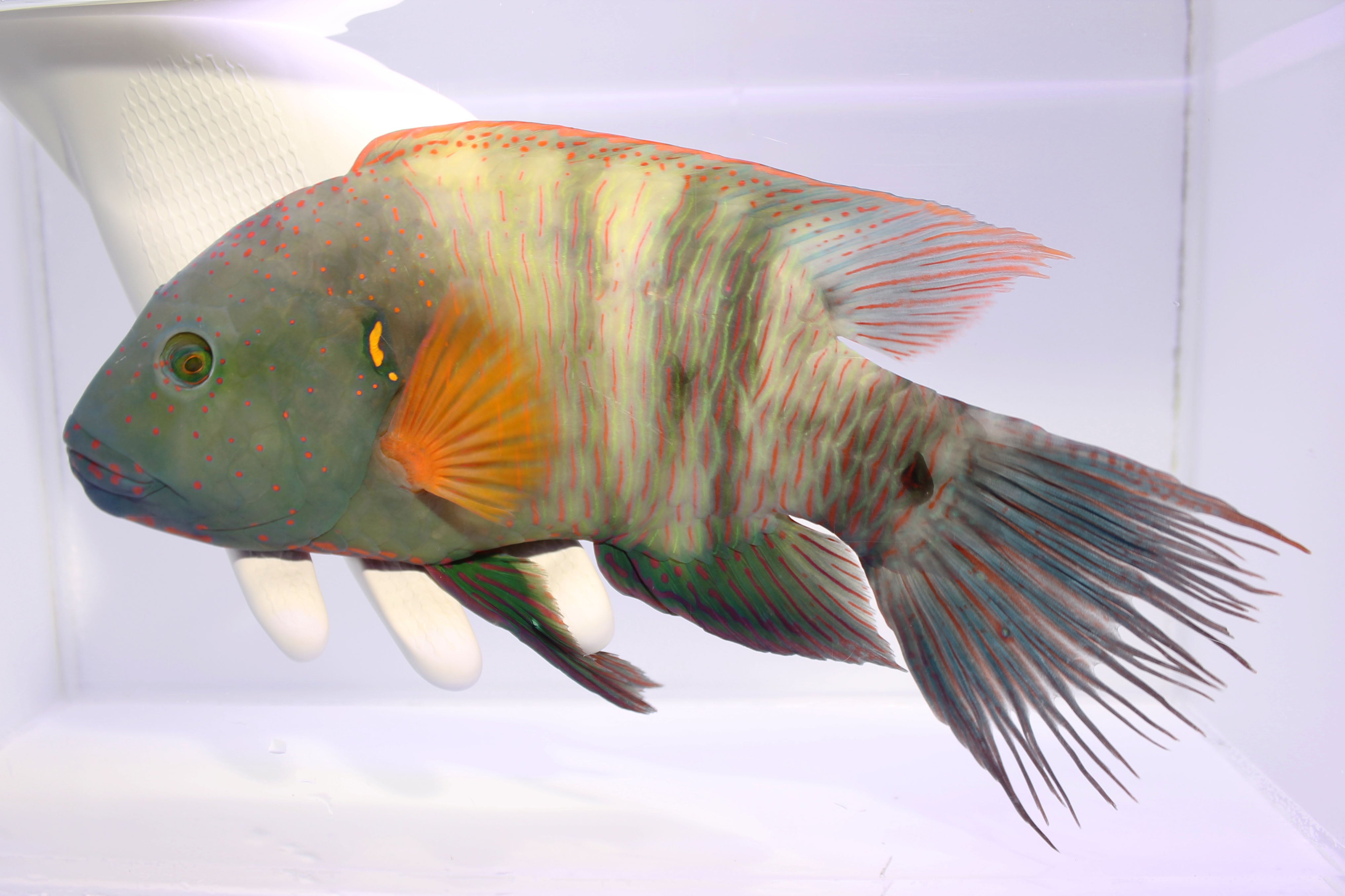 Broomtail Wrasse (Cheilinus Lunilatus)3/14(Pre-Order)