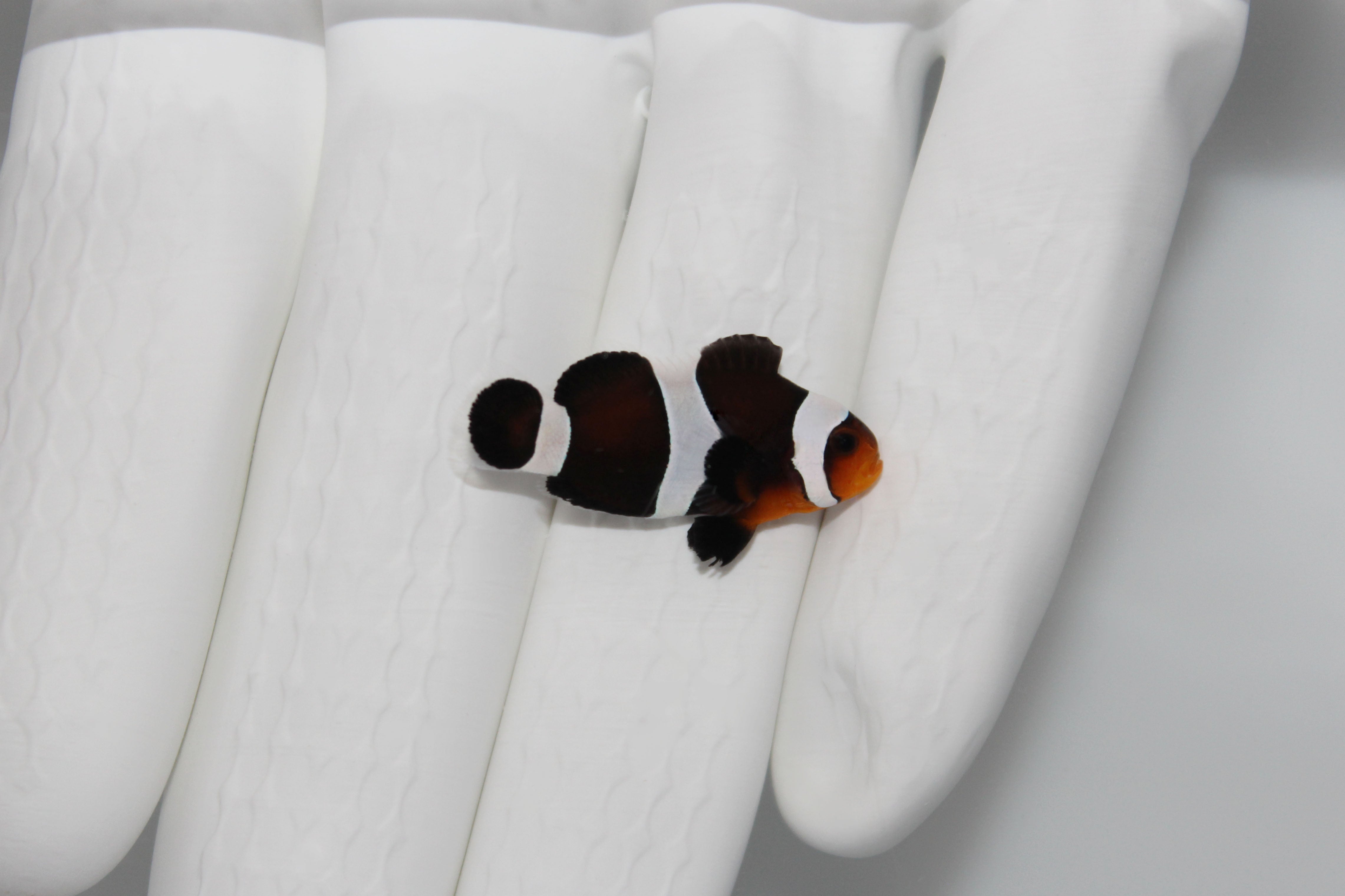 Darwin Clownfish (Amphiprion ocellaris)