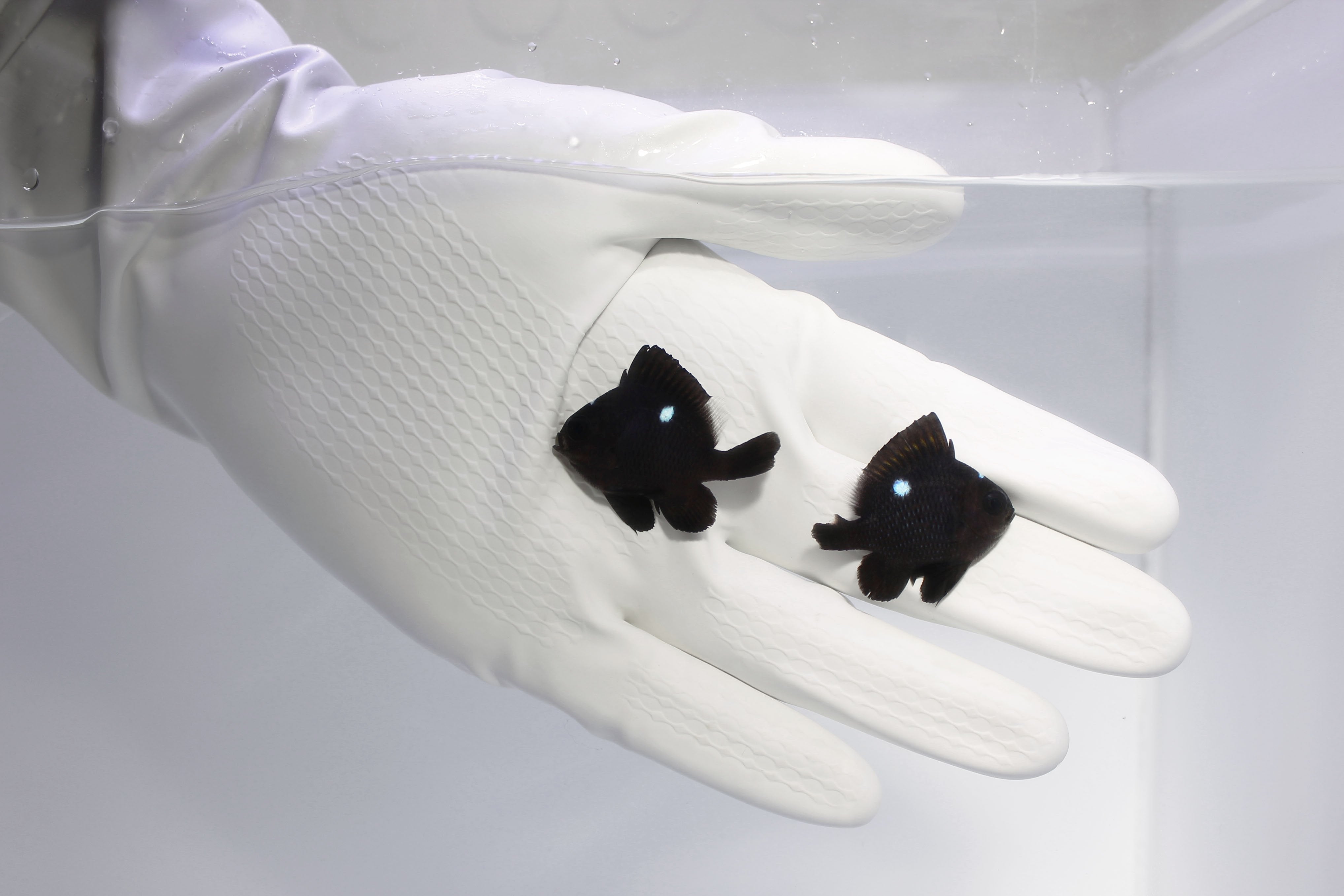 Domino Damsel (Dascyllus Trimaculatus)11/25(Pre-order)