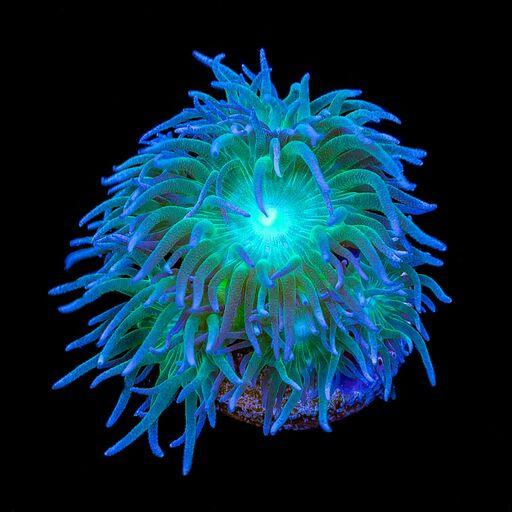 Duncan Coral (Duncanopsammia axifuga)