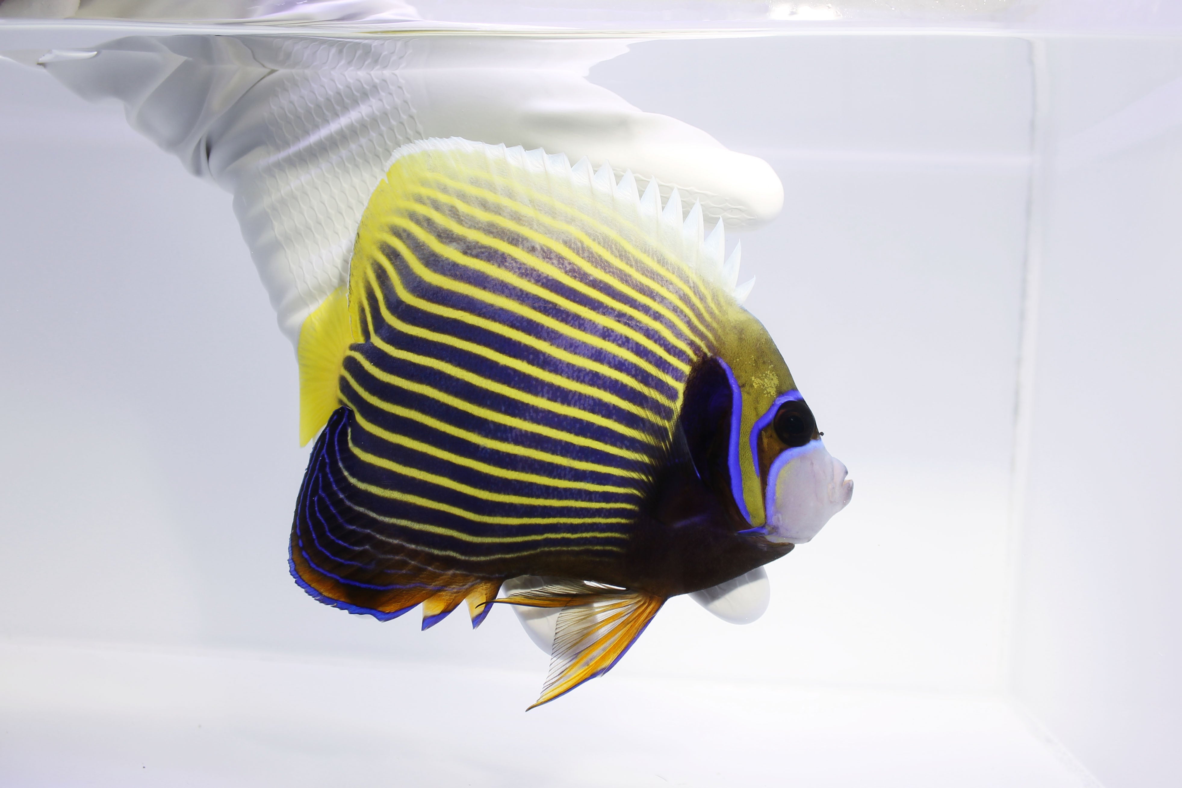 emperor angelfish pomacanthus imperator in saltwater tank
adult emperor angelfish with bold blue and yellow stripes
transforming emperor angelfish from juvenile to adult
reef-safe centerpiece emperor angelfish for sale