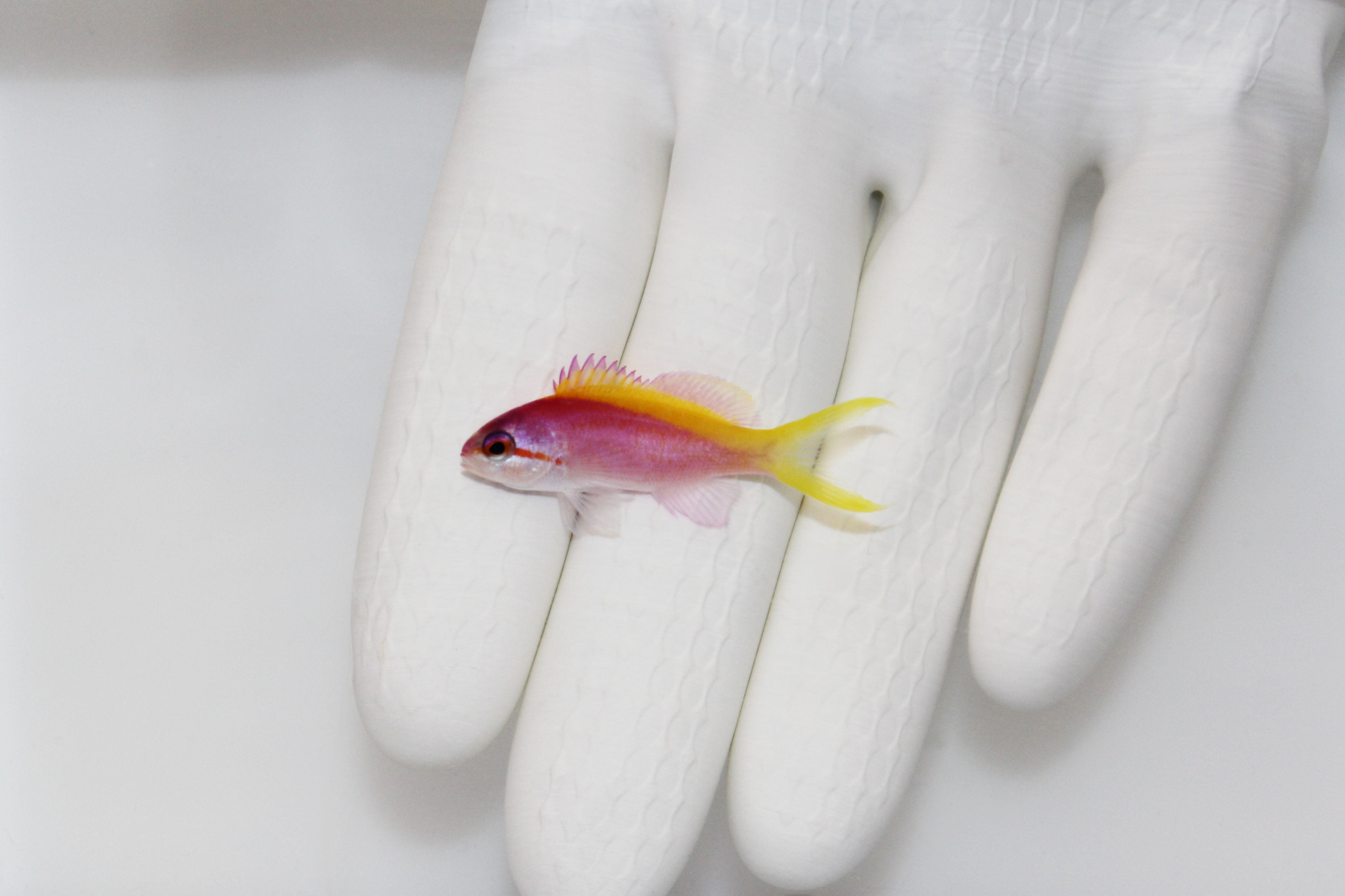 Evansi Anthias (Pseudanthias evansi)