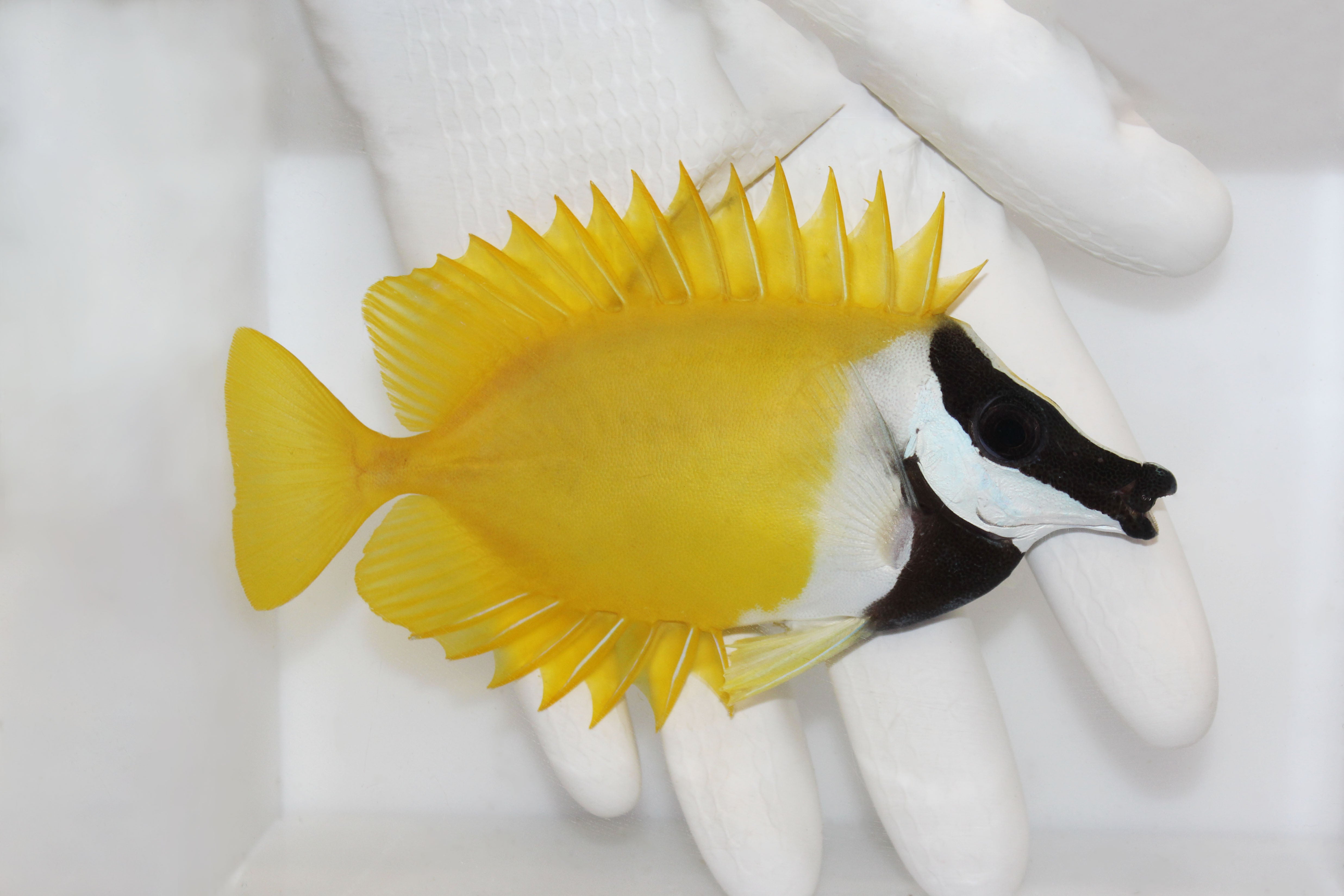 Lo Fish Foxface & Rabbitfish