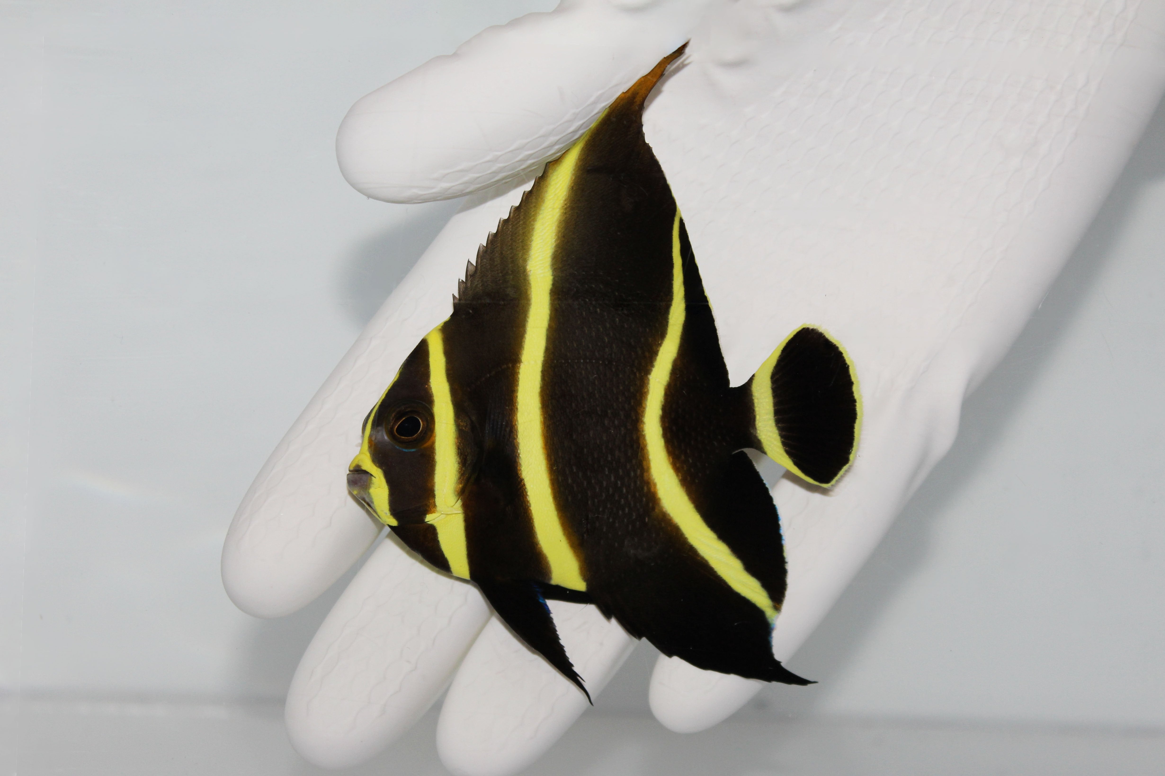 French Angelfish (Pomacanthus paru)