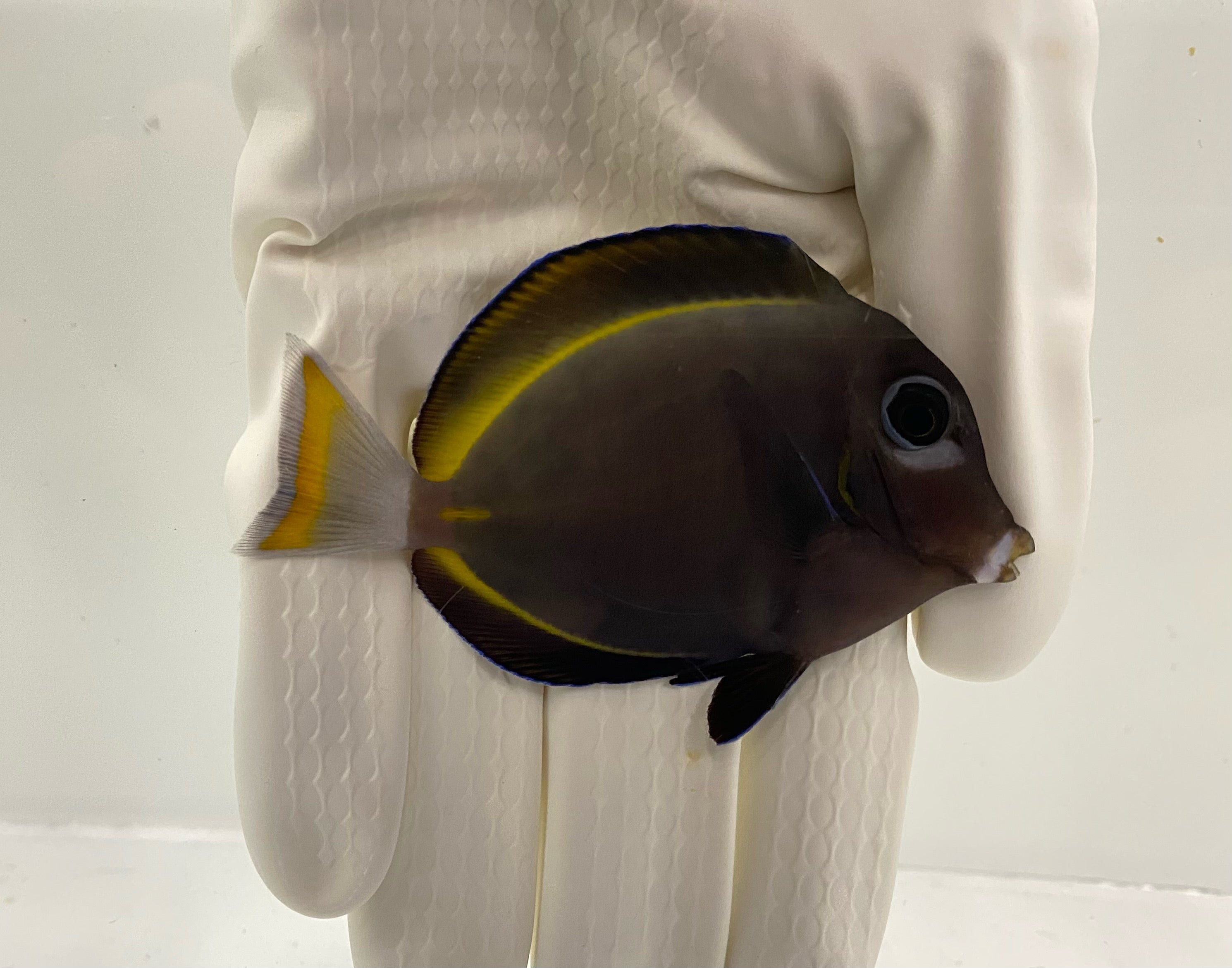 Gold Rim Tang (Acanthurus nigricans)3/11 ( Pre-Order)