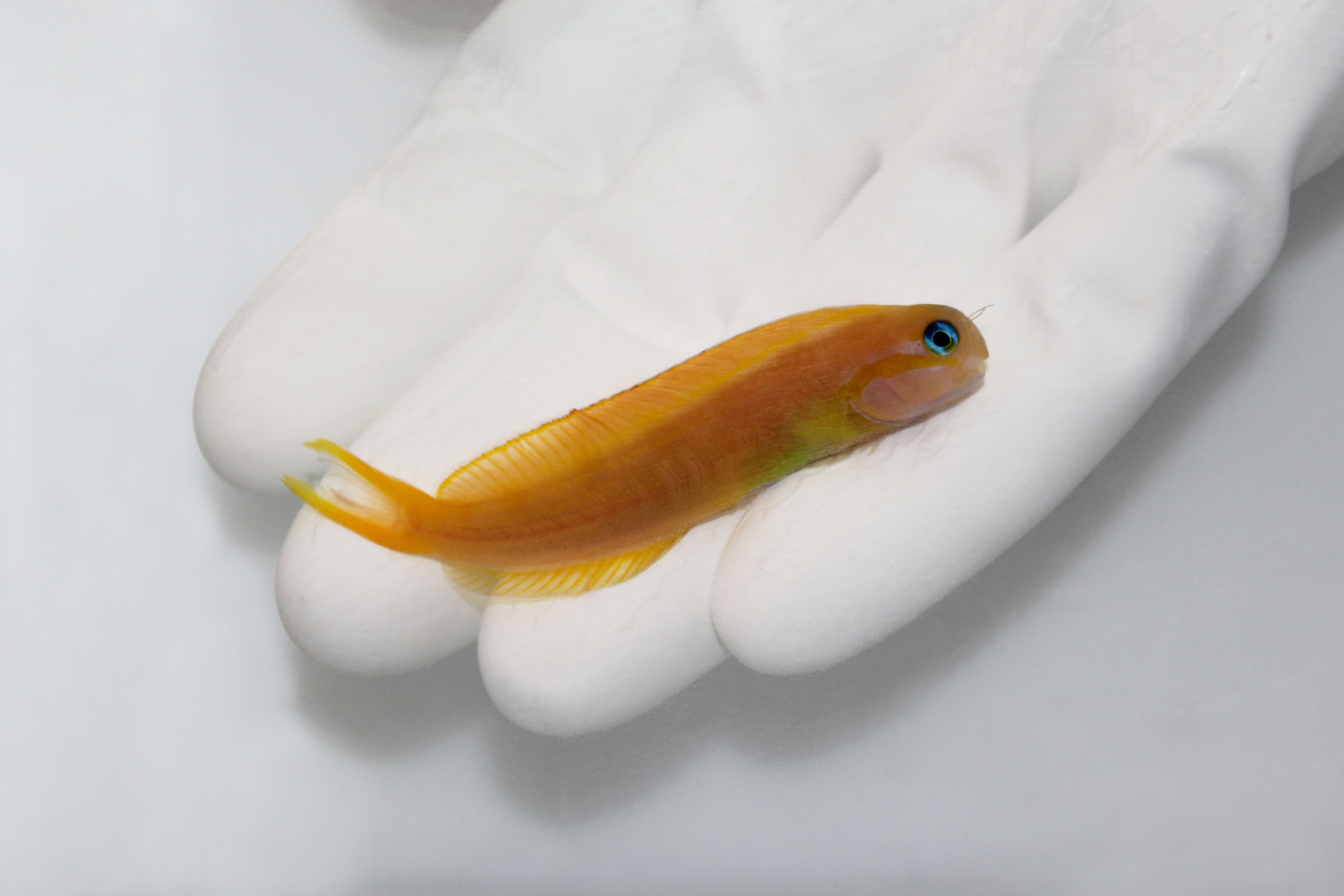 Golden Midas Blenny (Ecsenius midas)
