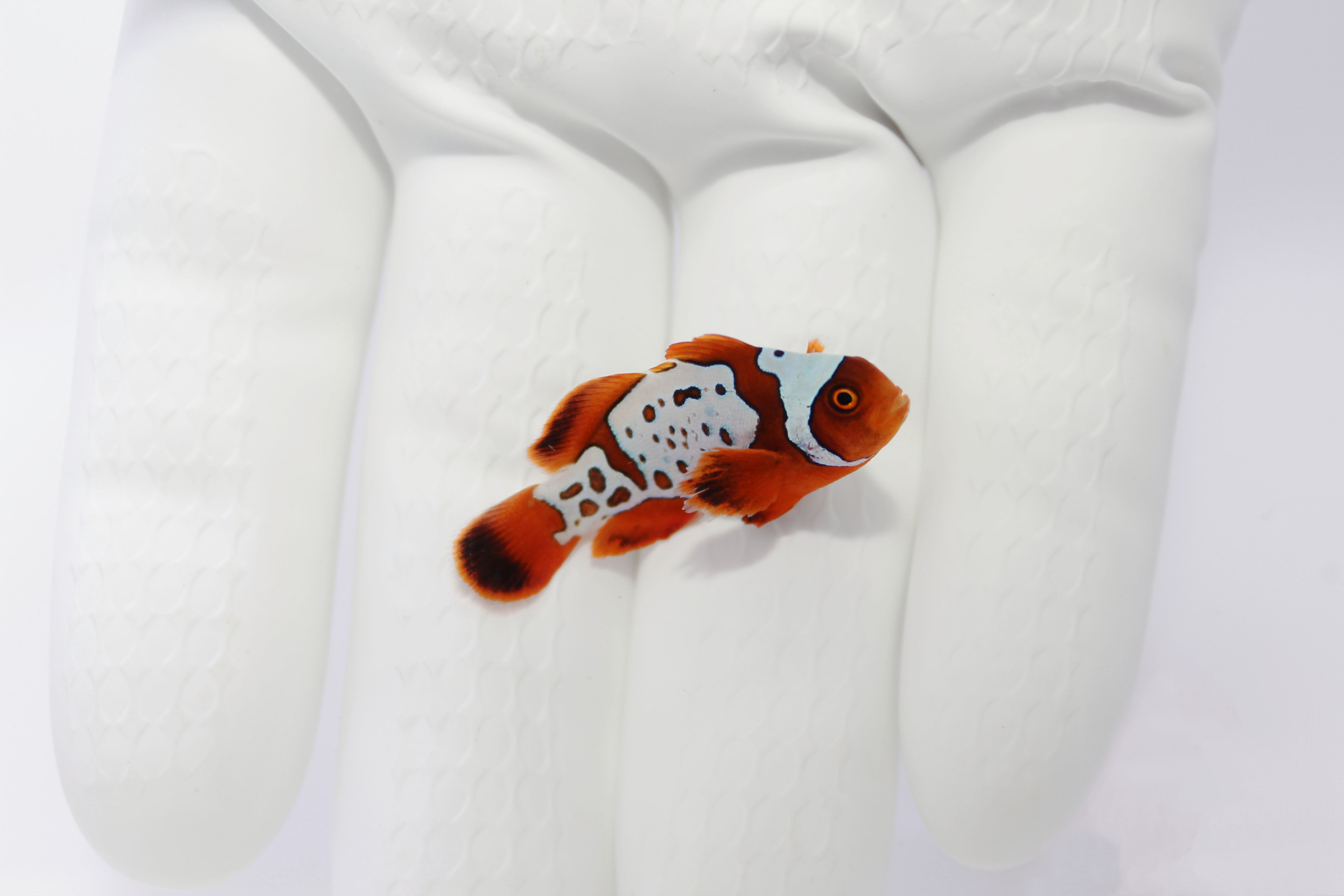 Gold Lightning Maroon Clownfish (Premnas biaculeatus)