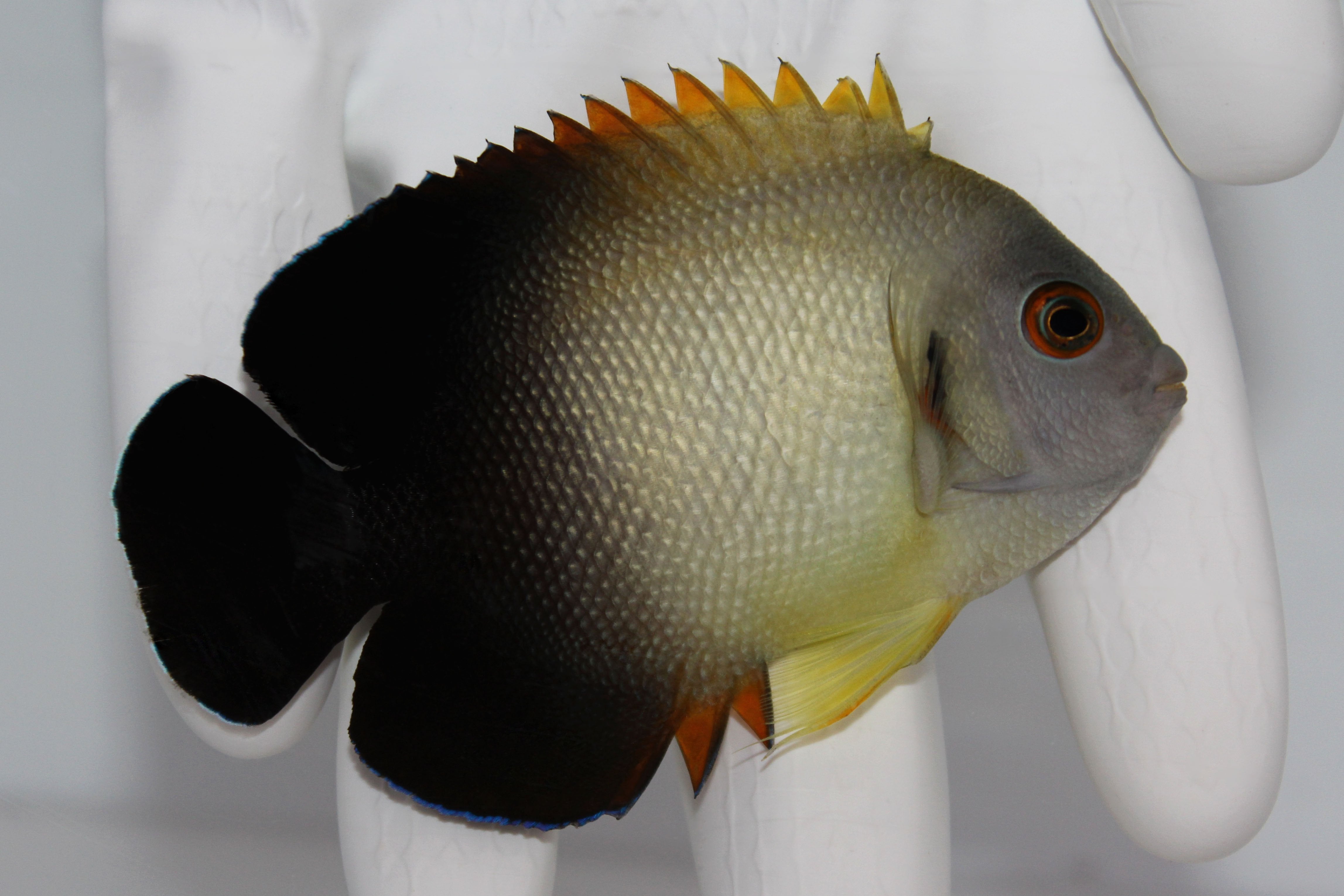 Half Black (Pearlscale) Angel (Centropyge vroliki)3/14(pre-order)