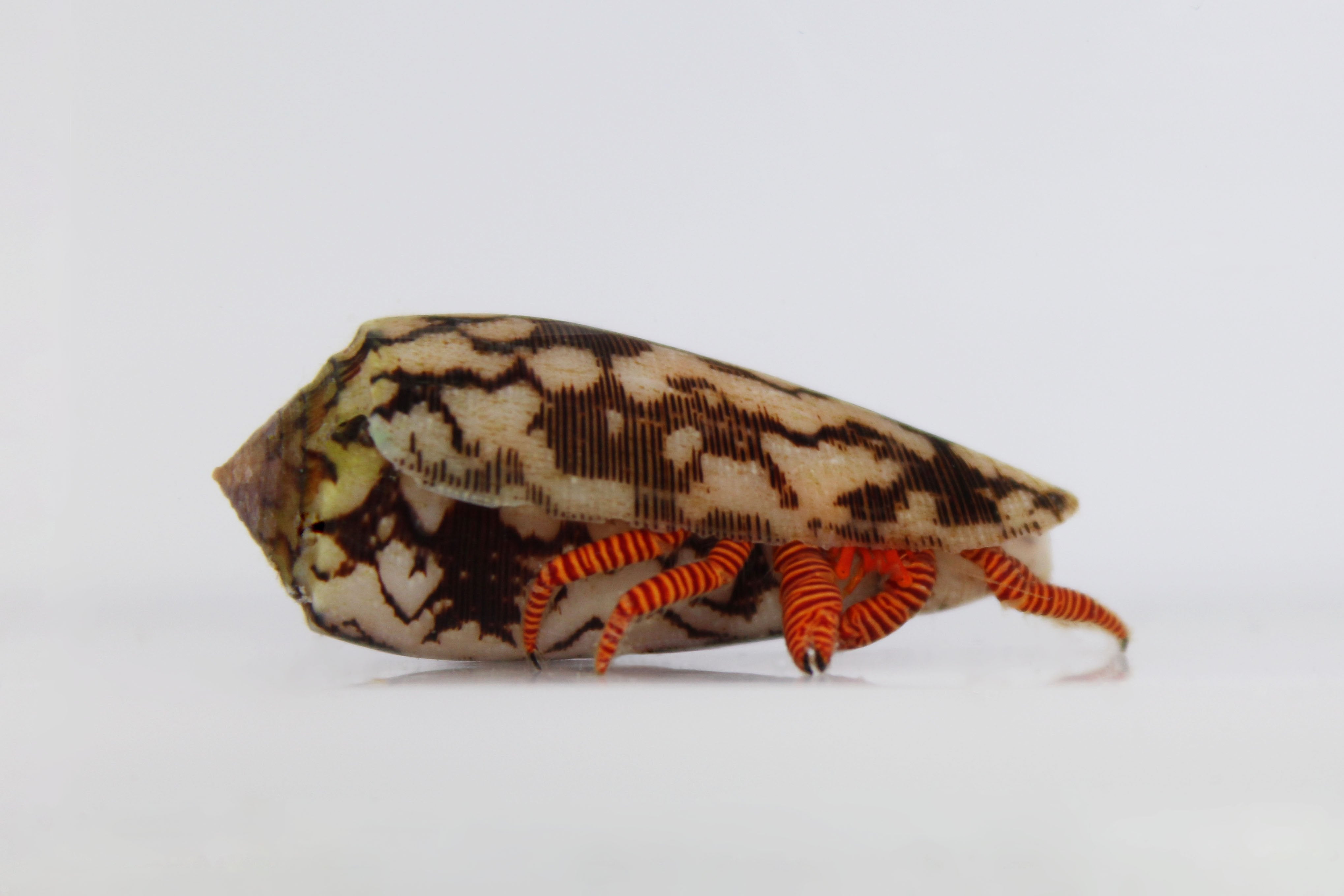 Halloween Hermit Crab (Ciliopagurus strigatus)