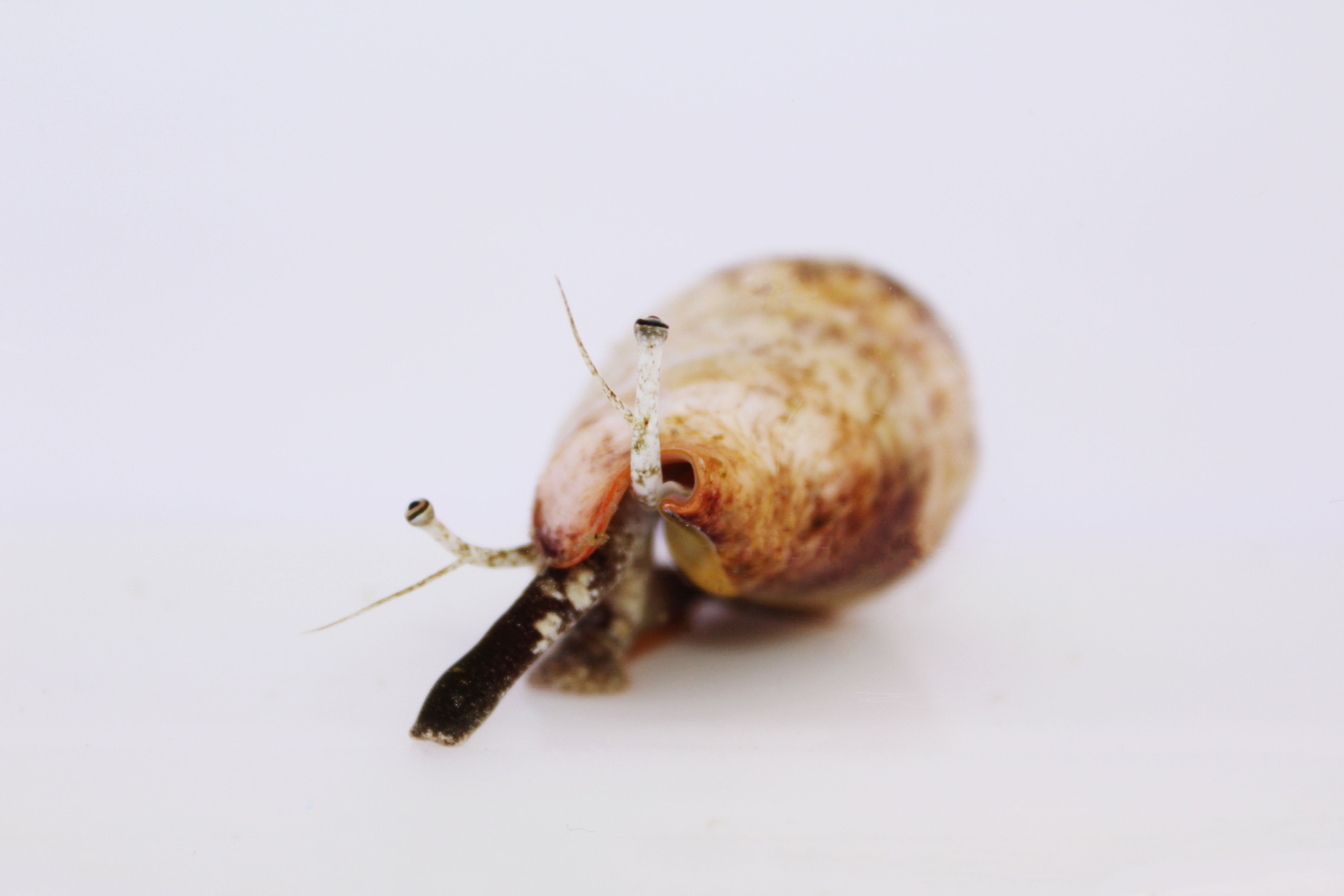 Strombus Conch (Strombus spp.)