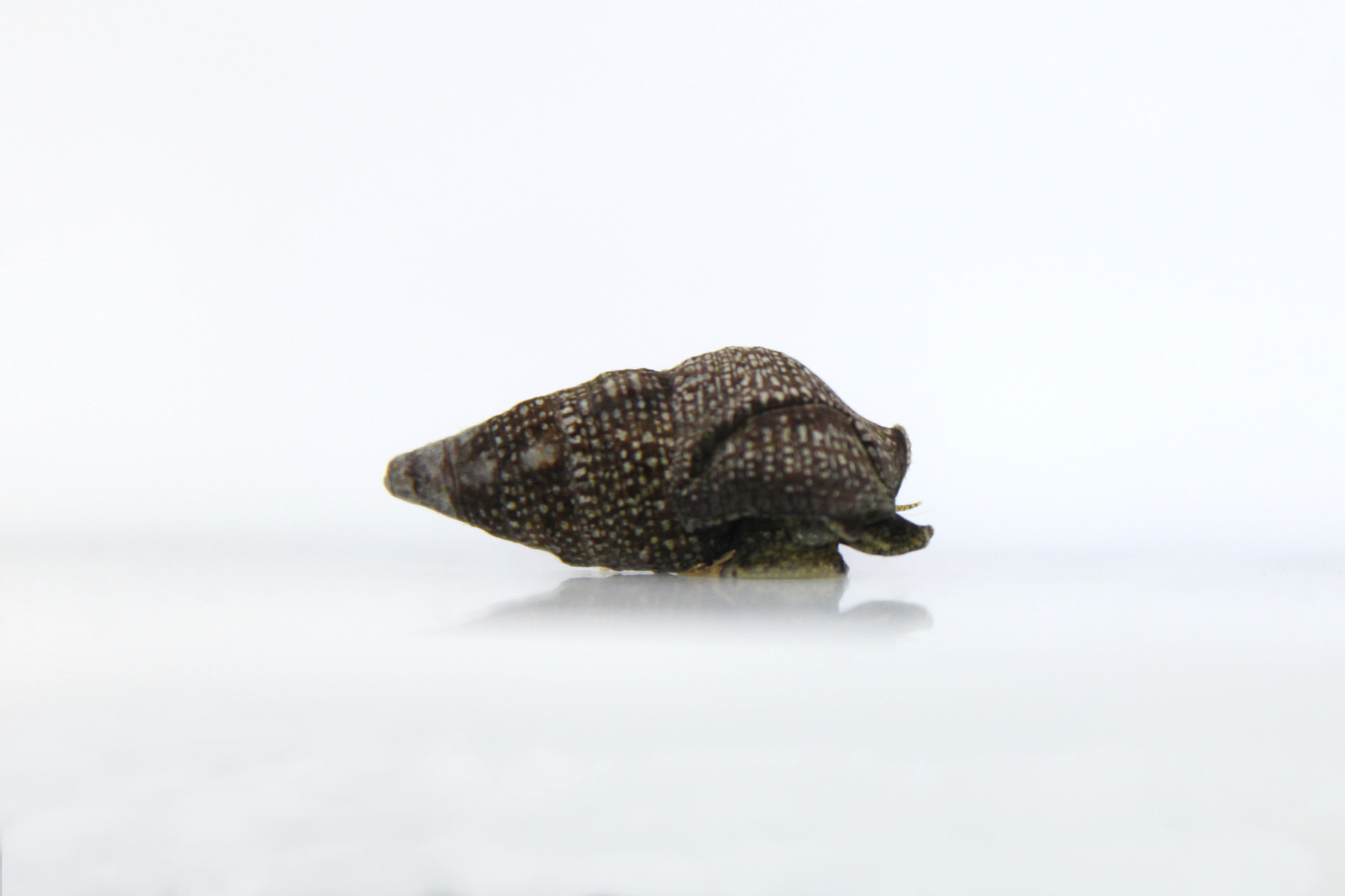 Cerith Snail (Cerithium sp.)