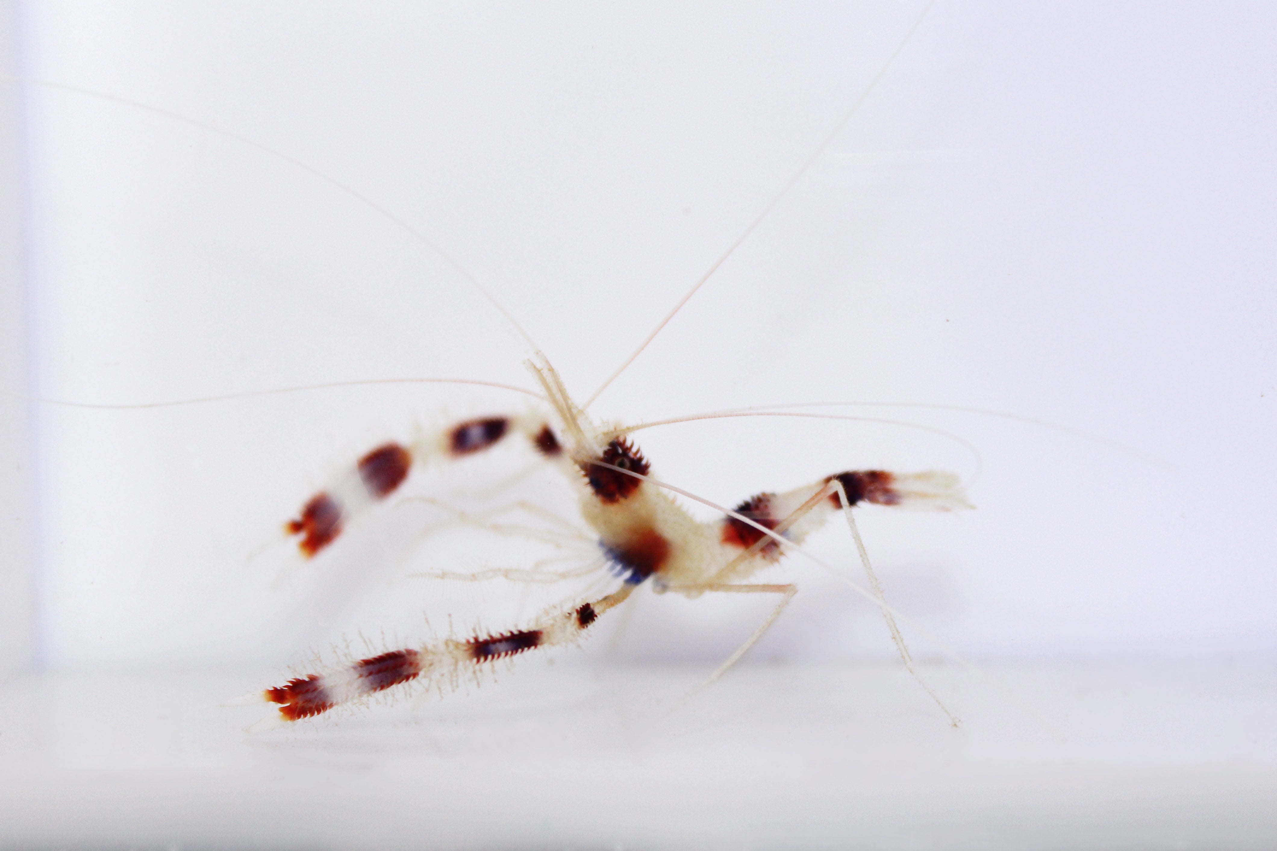 Banded Coral Shrimp (Stenopus hispidus)