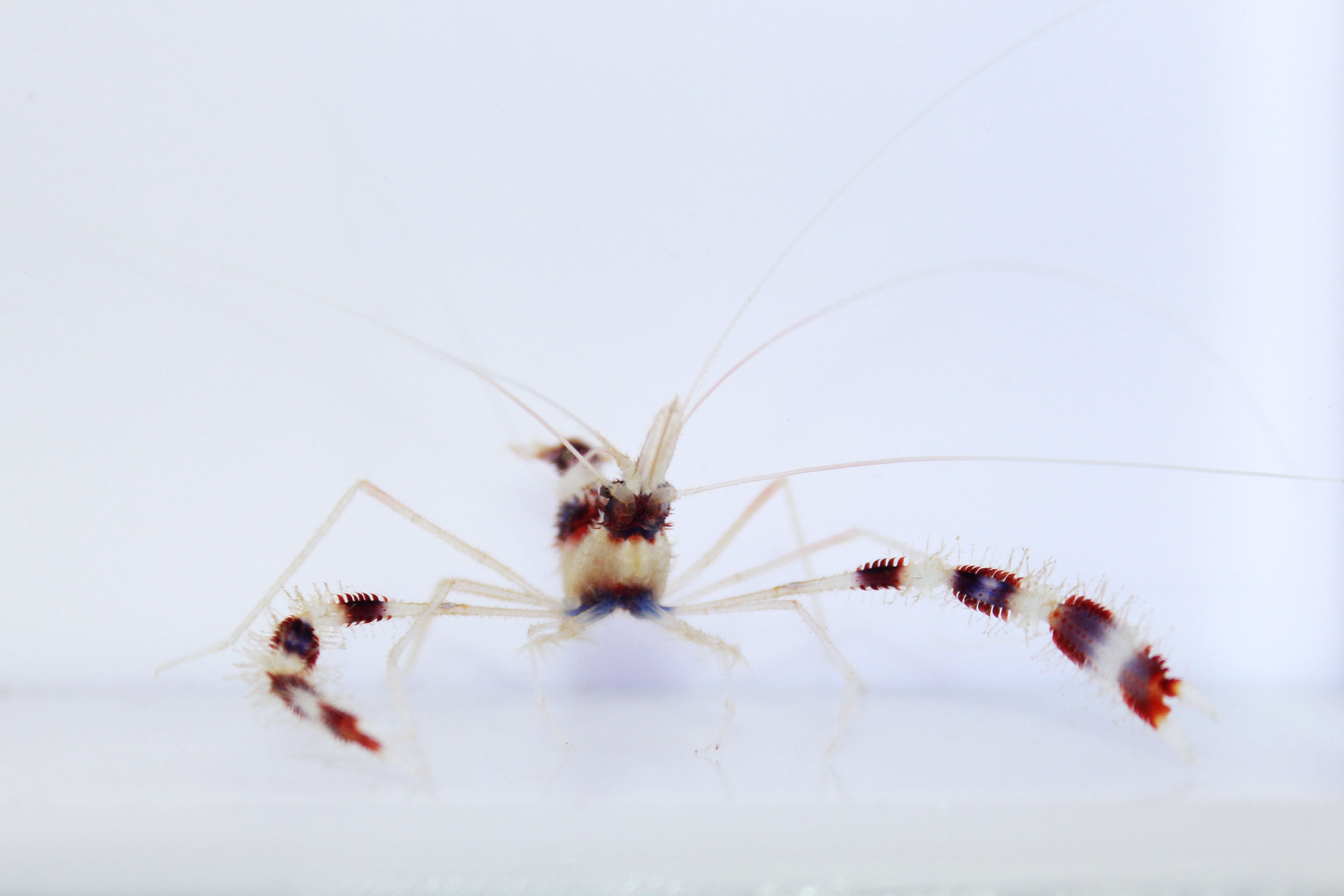 Banded Coral Shrimp (Stenopus hispidus)