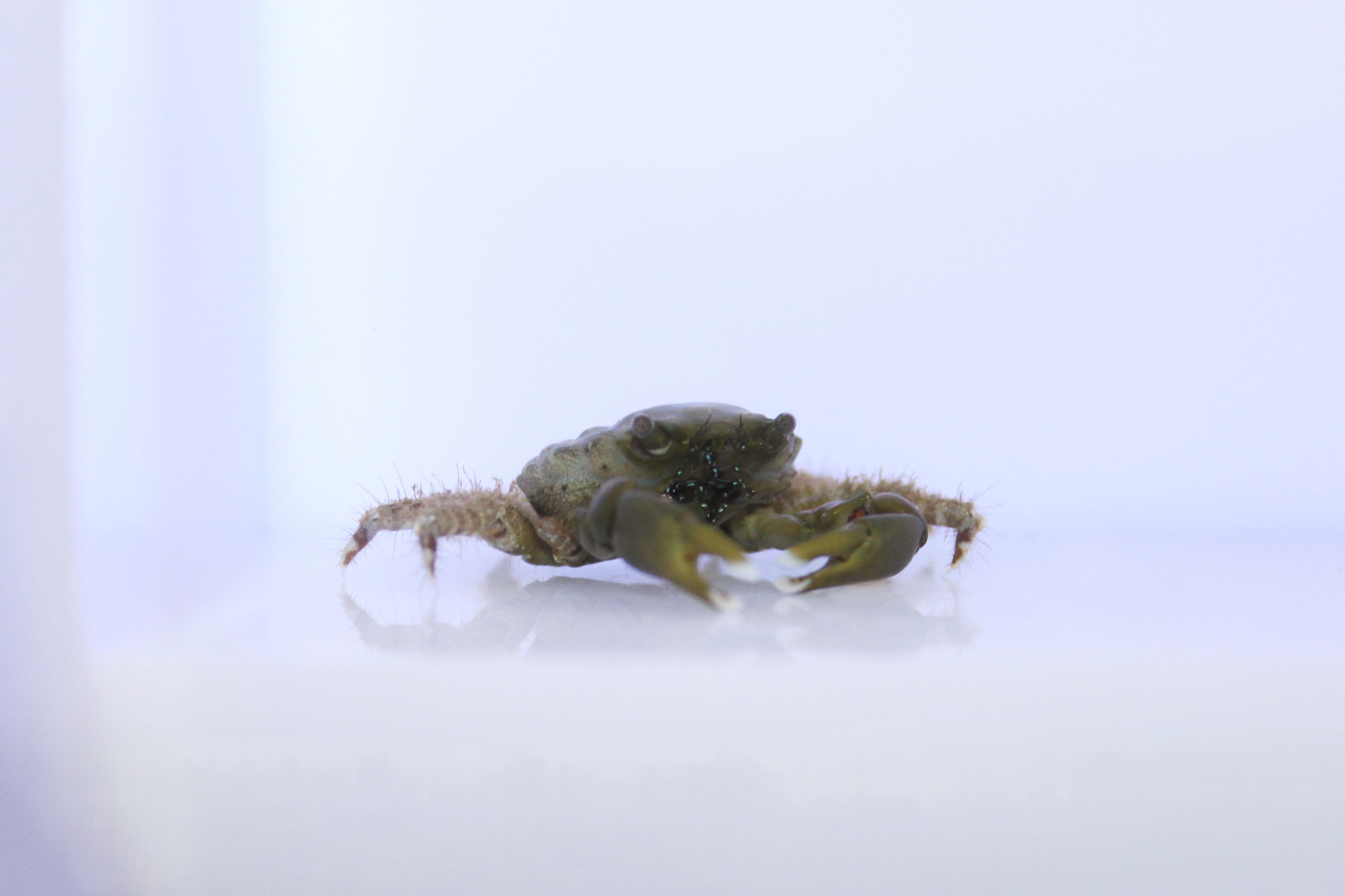 Emerald Crabs (Mithraculus sculptus)