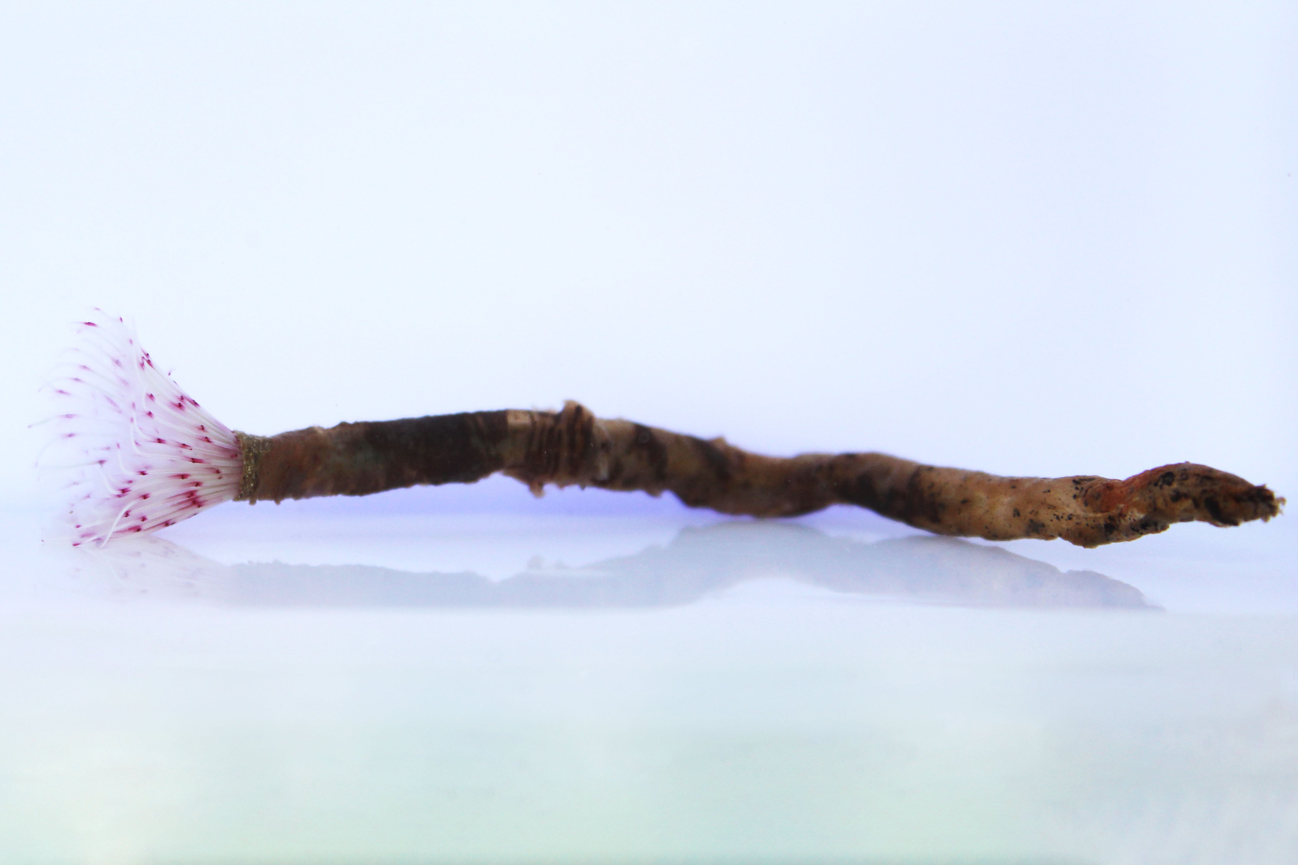 Colored Feather Duster (Bispira sp.)