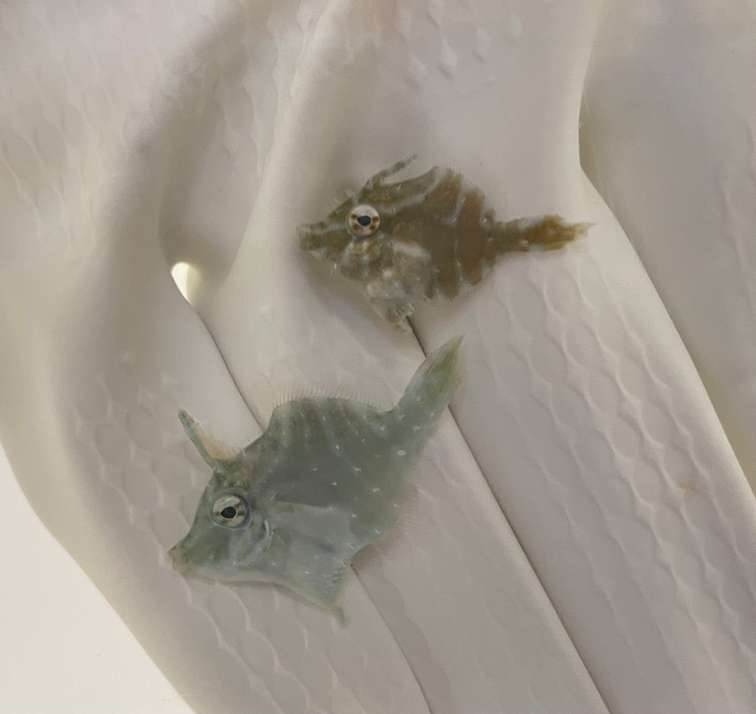 Radial Filefish Captive Bred