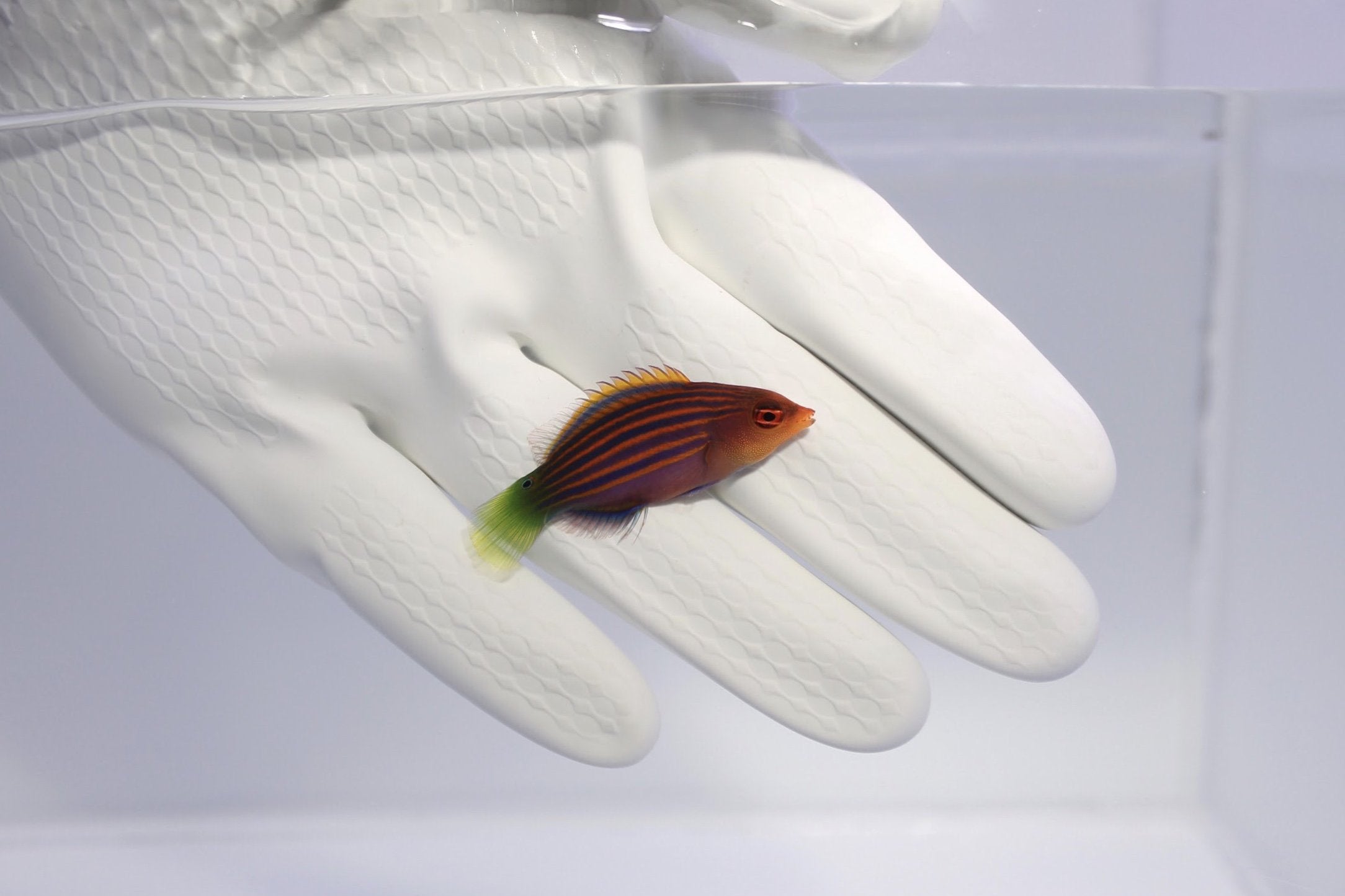 Six Line Wrasse (Pseudocheilinus hexataenia)6/2(Pre-order)