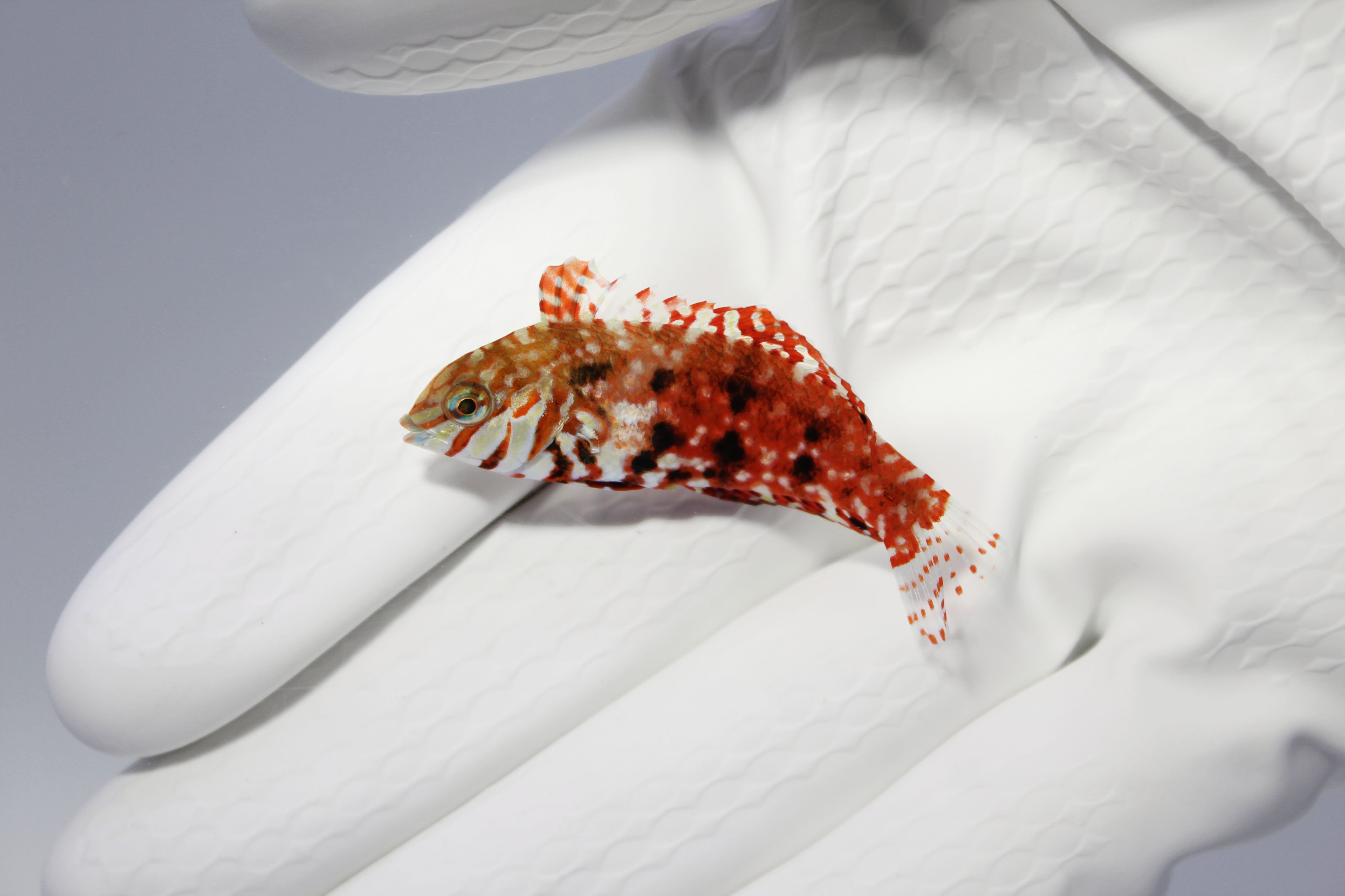 Jeweled Leopard Wrasse 1/30/26 (Macropharyngodon lapillus)(pre-order)