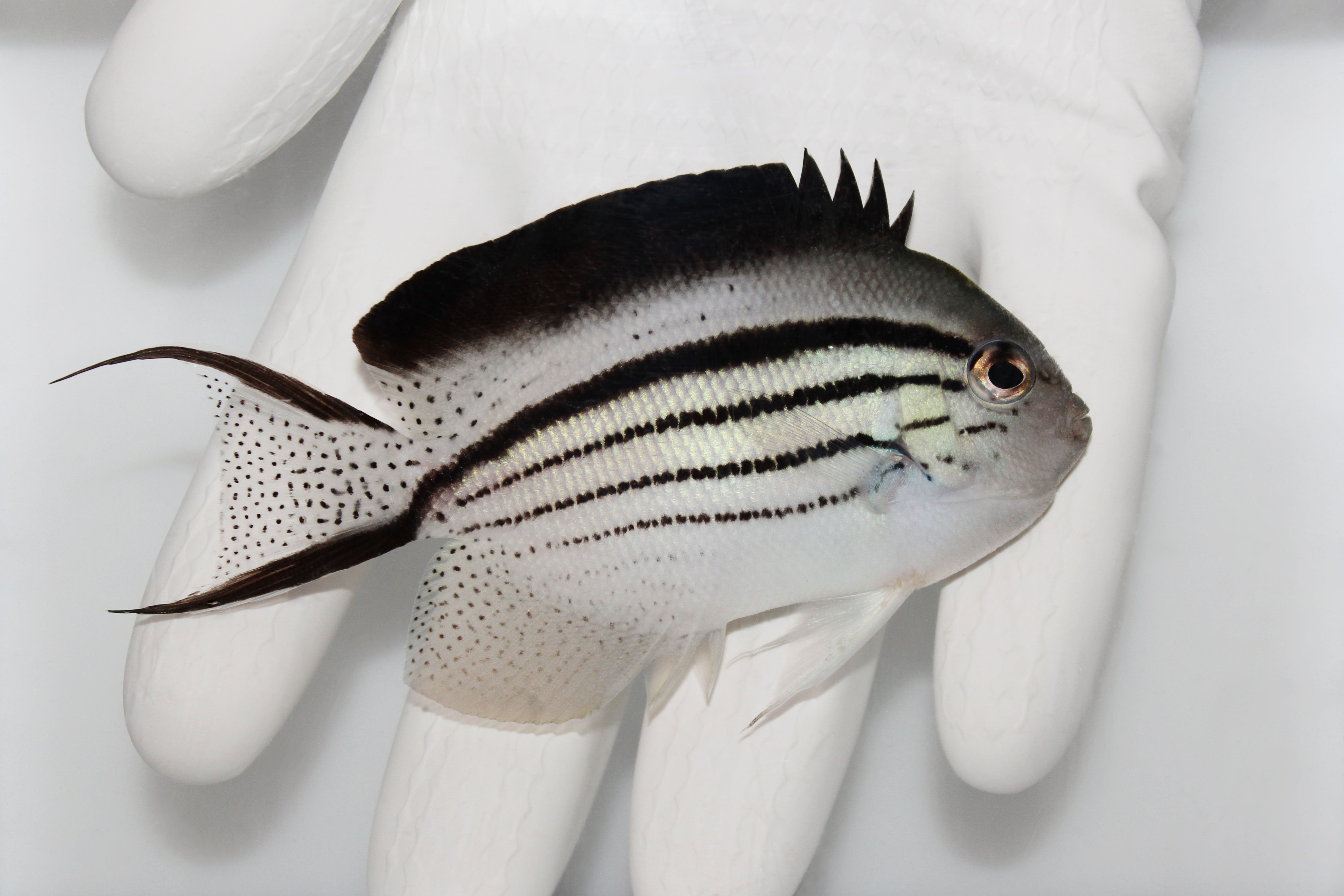 Live Saltwater Fish For Saleluminous Beads Carolina Rig 120pcs