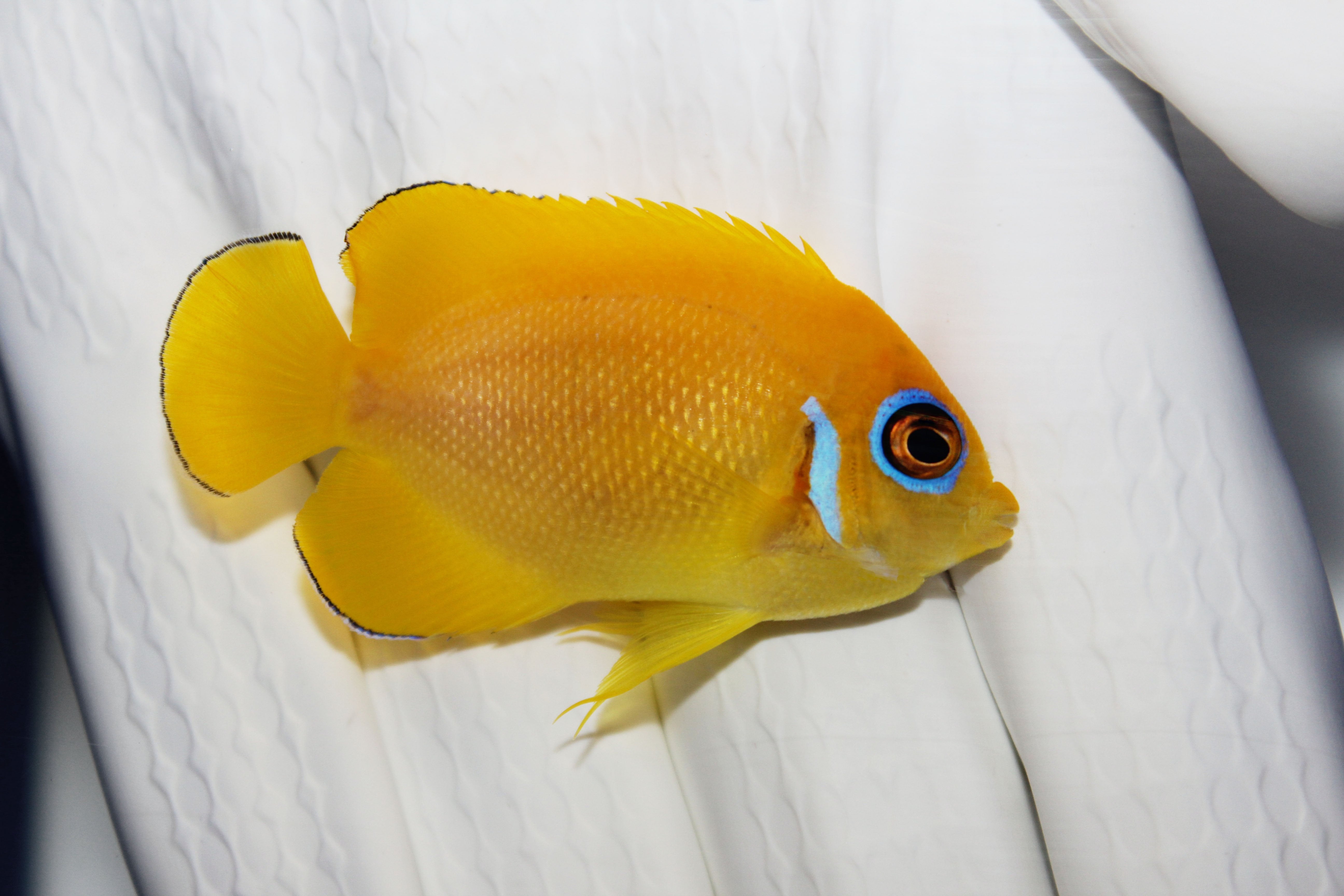 Lemon Peel Angelfish (Centropyge flavissima)1/10(Pre-Order)