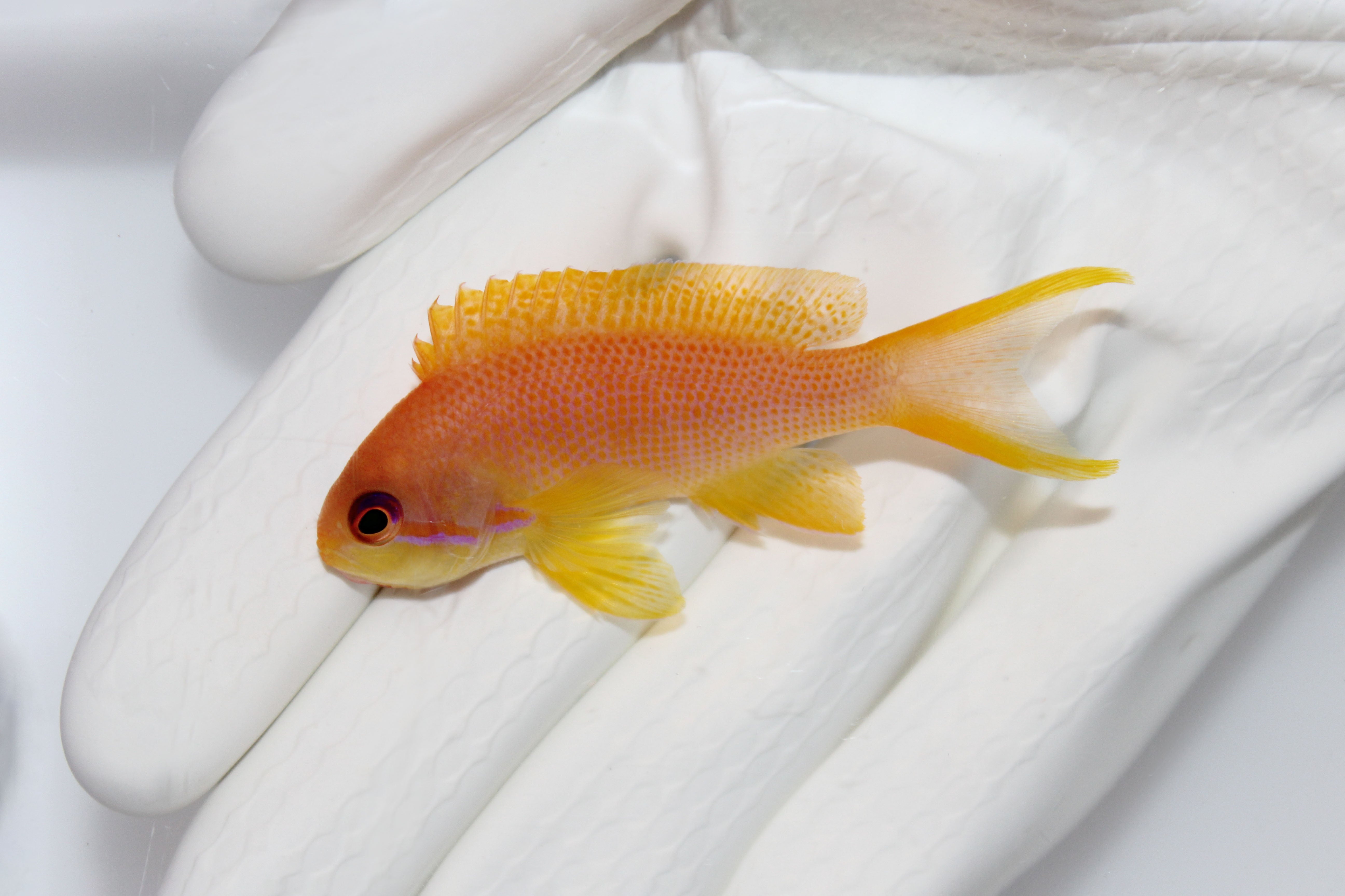Lyretail Anthias (Pseudanthias squamipinnis)