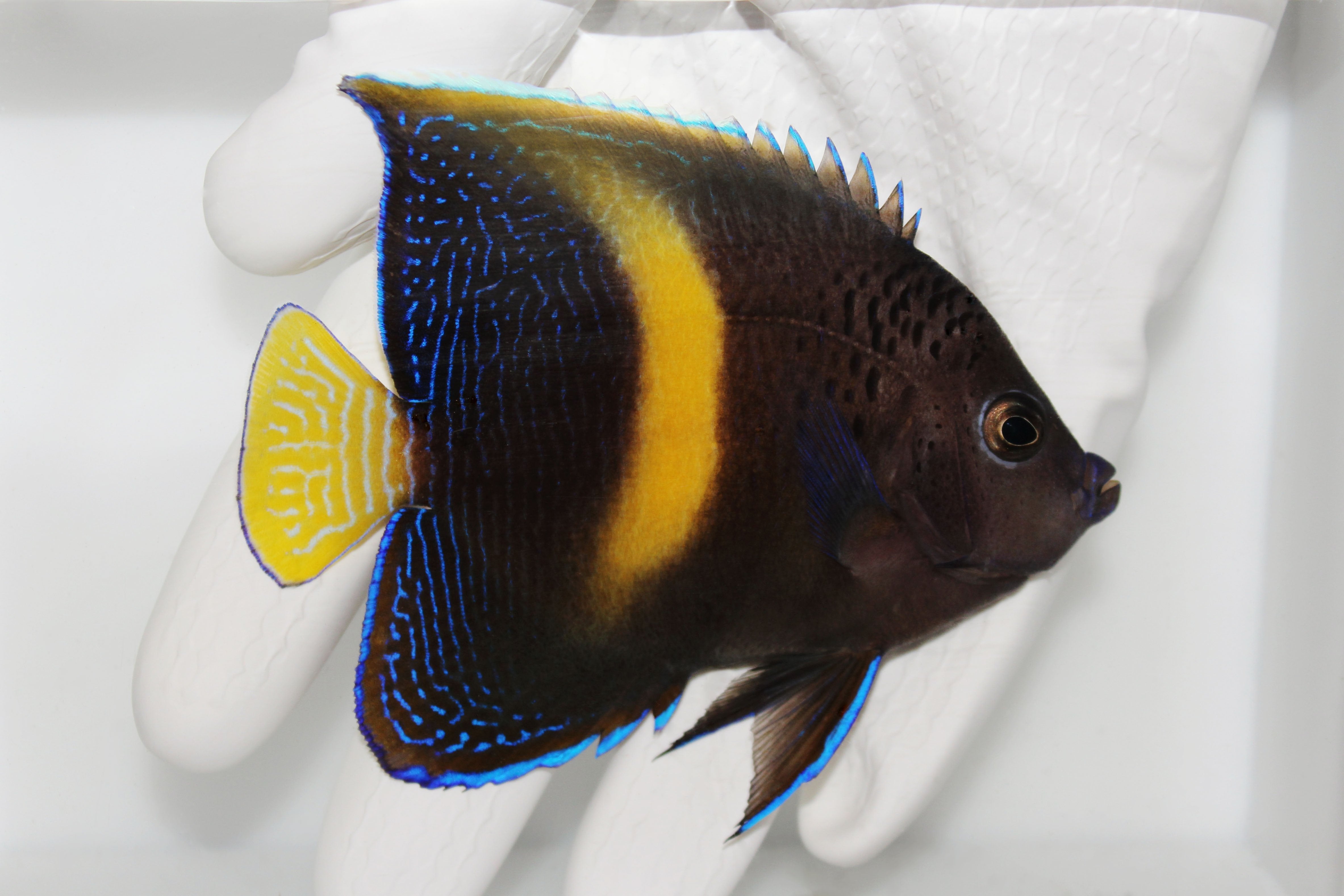 Maculosus Angelfish (Pomacanthus maculosus)2/15