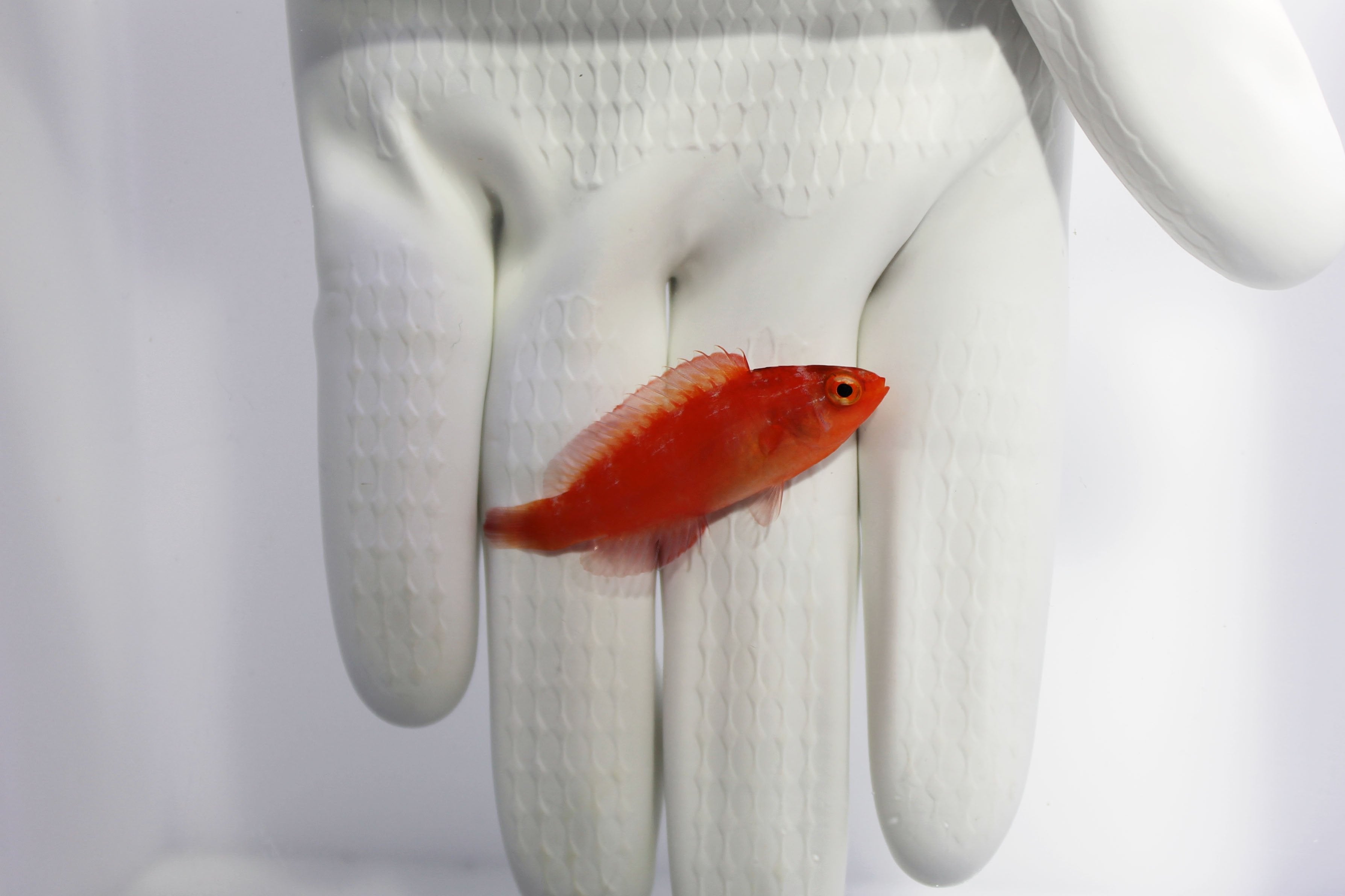Magma Fairy Wrasse (Cirrhilabrus shutmani) swimming in reef tank

Quarantined Magma Fairy Wrasse for sale from TSM Aquatics

Vibrant red reef-safe wrasse – Cirrhilabrus shutmani

Rare Magma Fairy Wrasse native to volcanic reefs