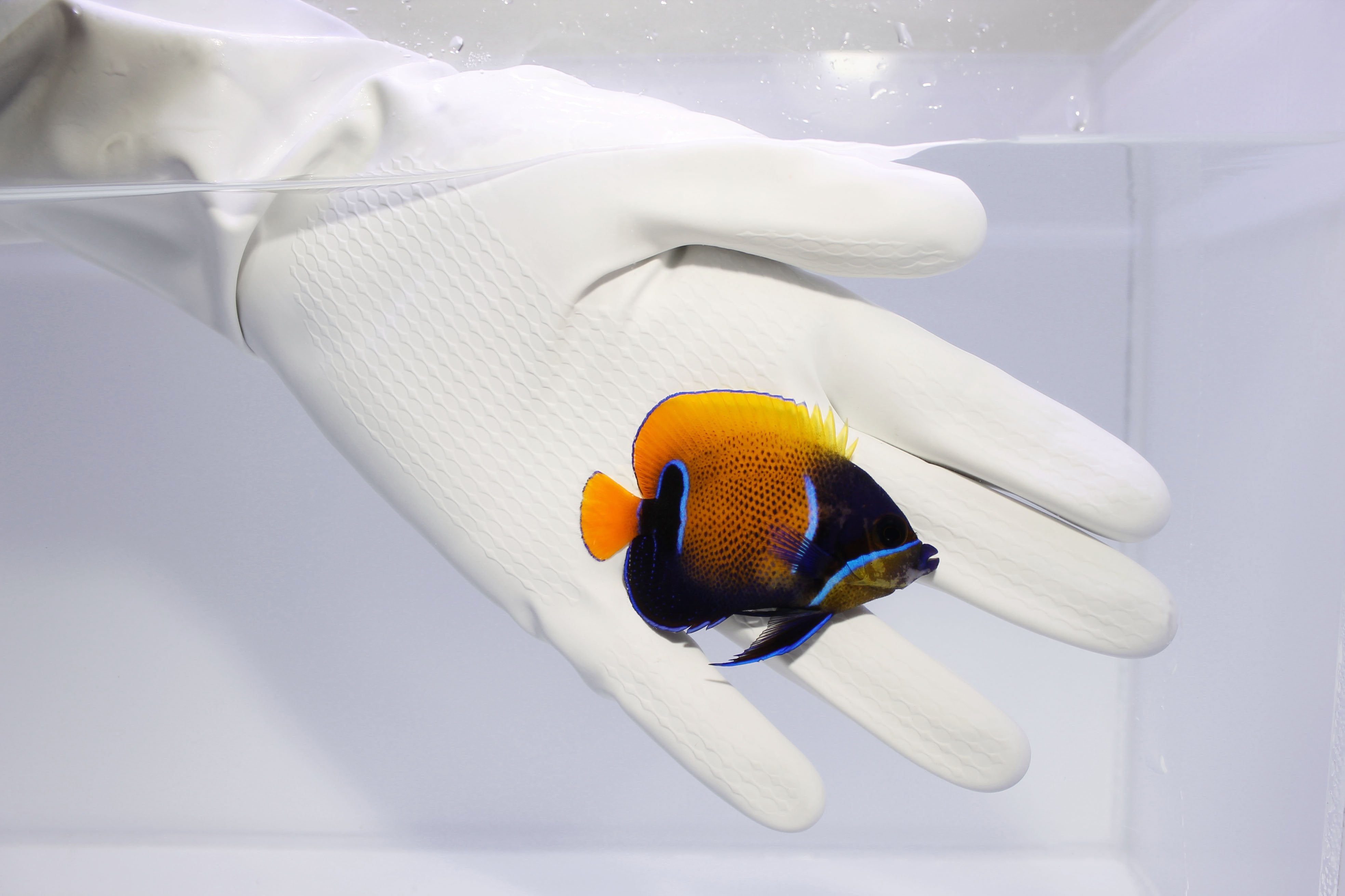 Majestic Angelfish (Pomacanthus navarchus) 3/14 (Pre-Order)