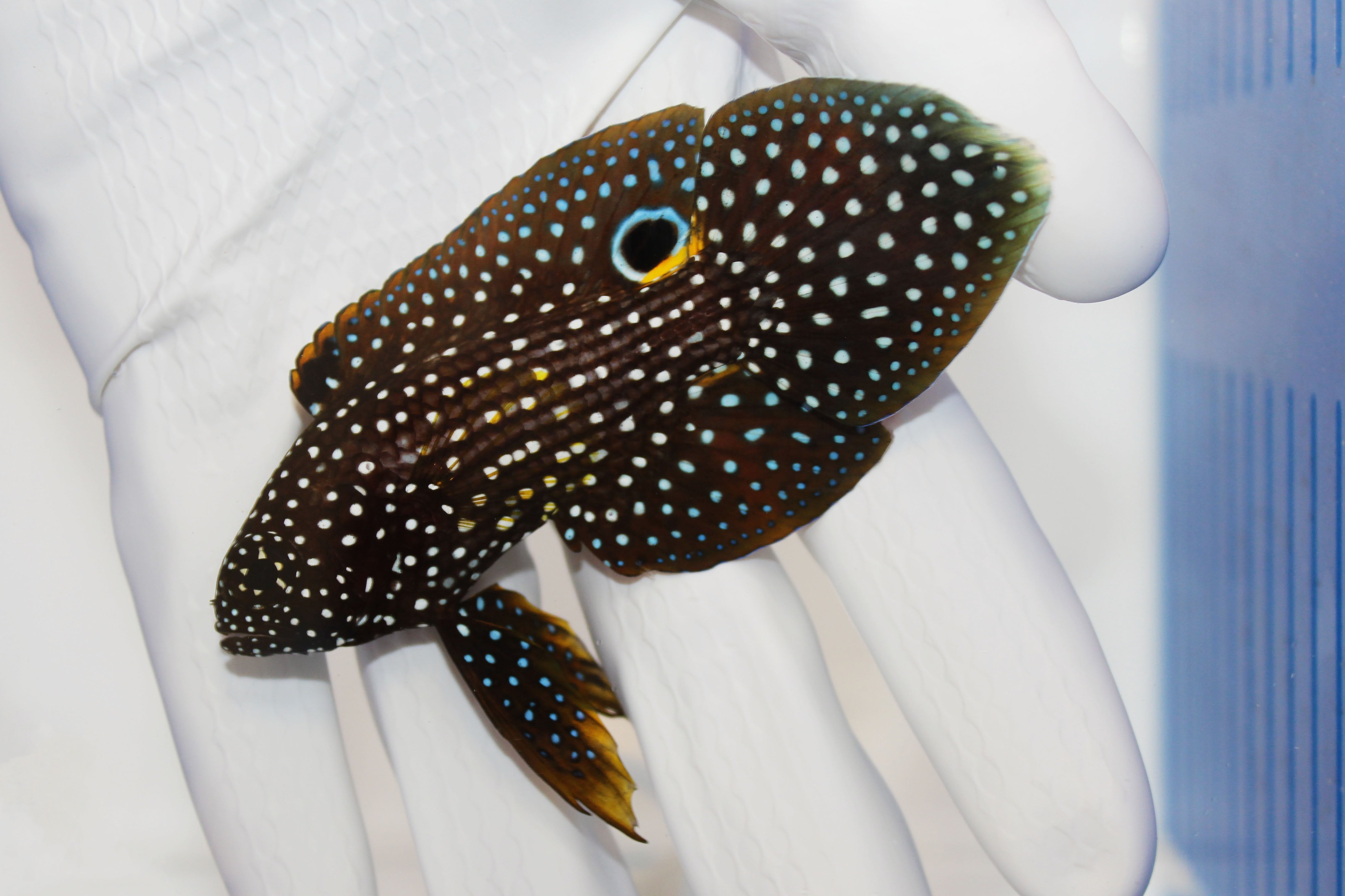 Marine Betta Calloplesiops altivelis in reef tank
Quarantined Marine Betta Fish for sale
Peaceful reef-safe Marine Betta swimming near rockwork
Spotted Marine Betta with false eye tail marking