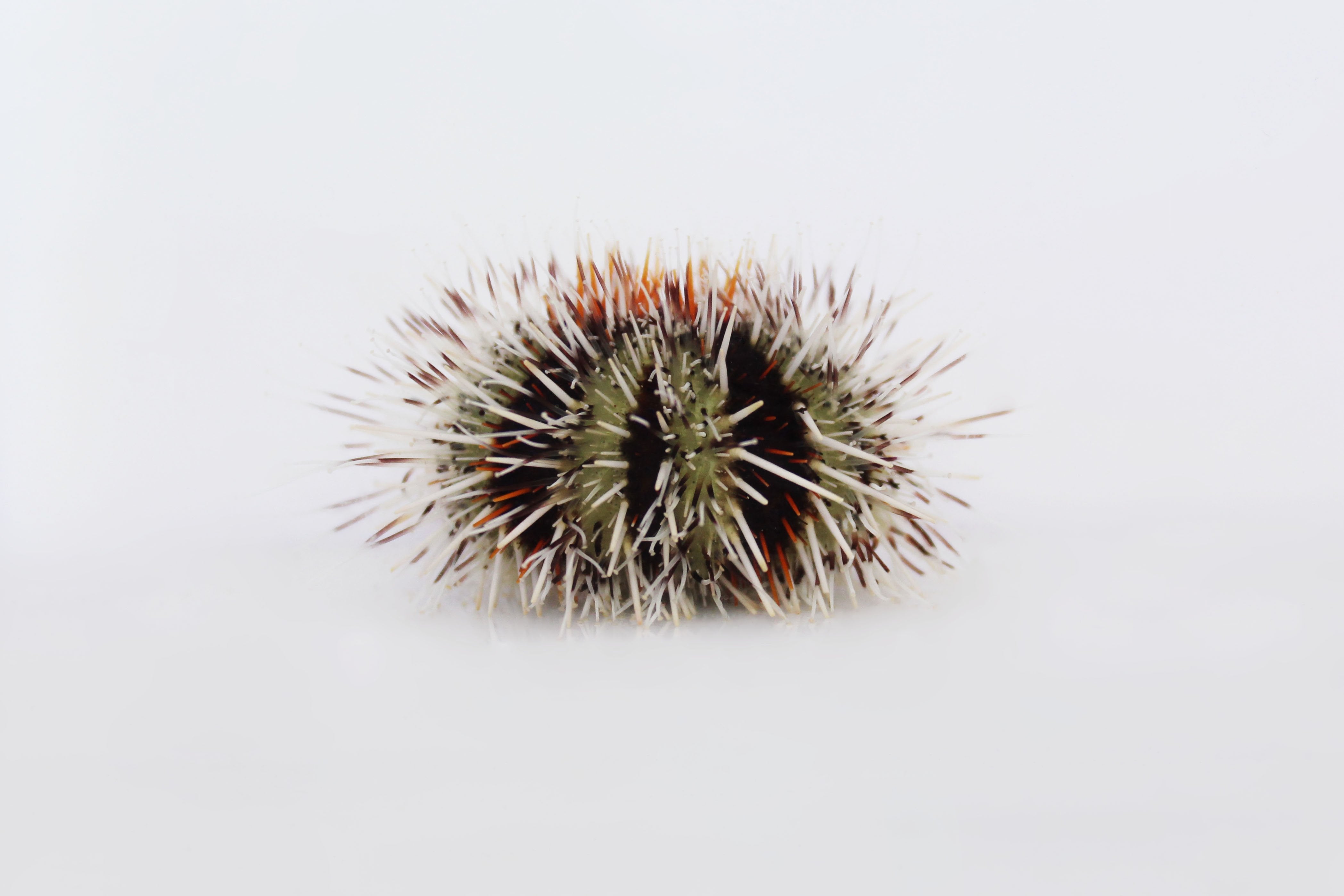 Multicolor Globe Urchin (Tripneustes gratilla)