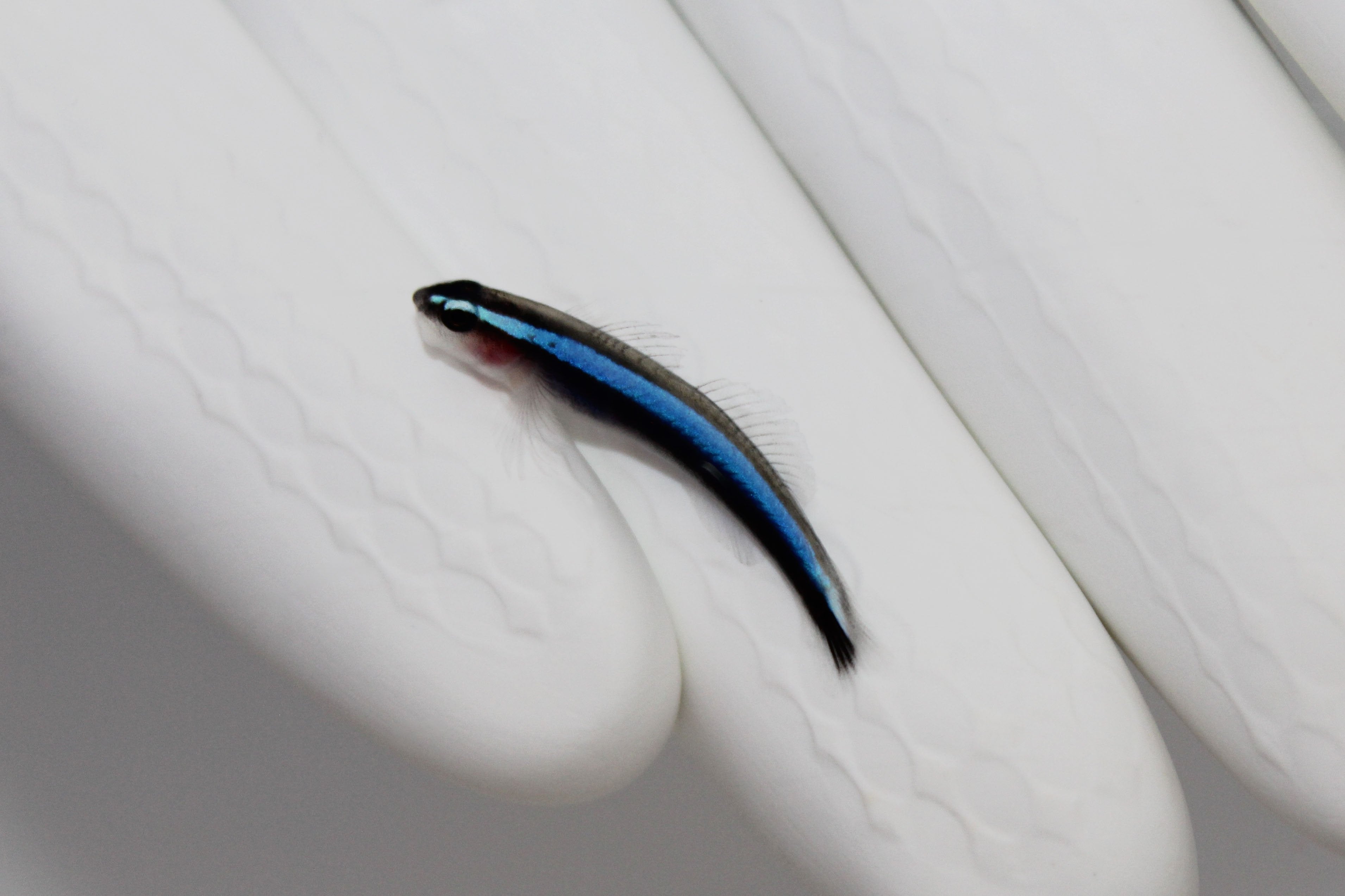 Neon Blue Goby (Elacatinus oceanops)