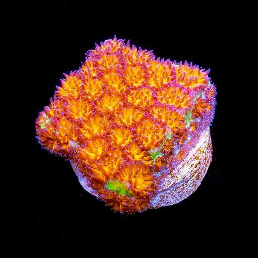 Orange Leptastrea Coral