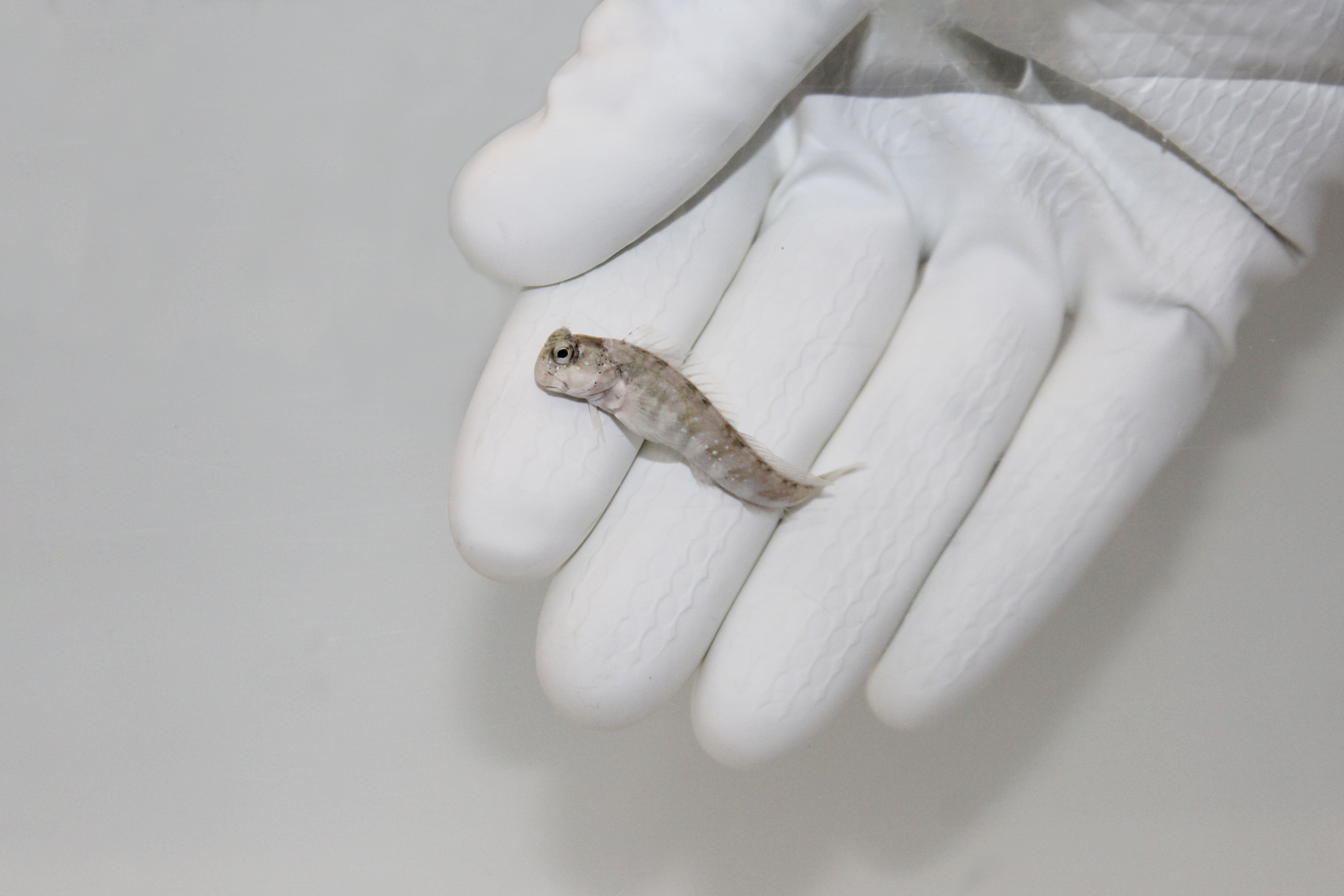 Peacock Rockskipper/White Speckled Blenny (Istiblennius meleagris)