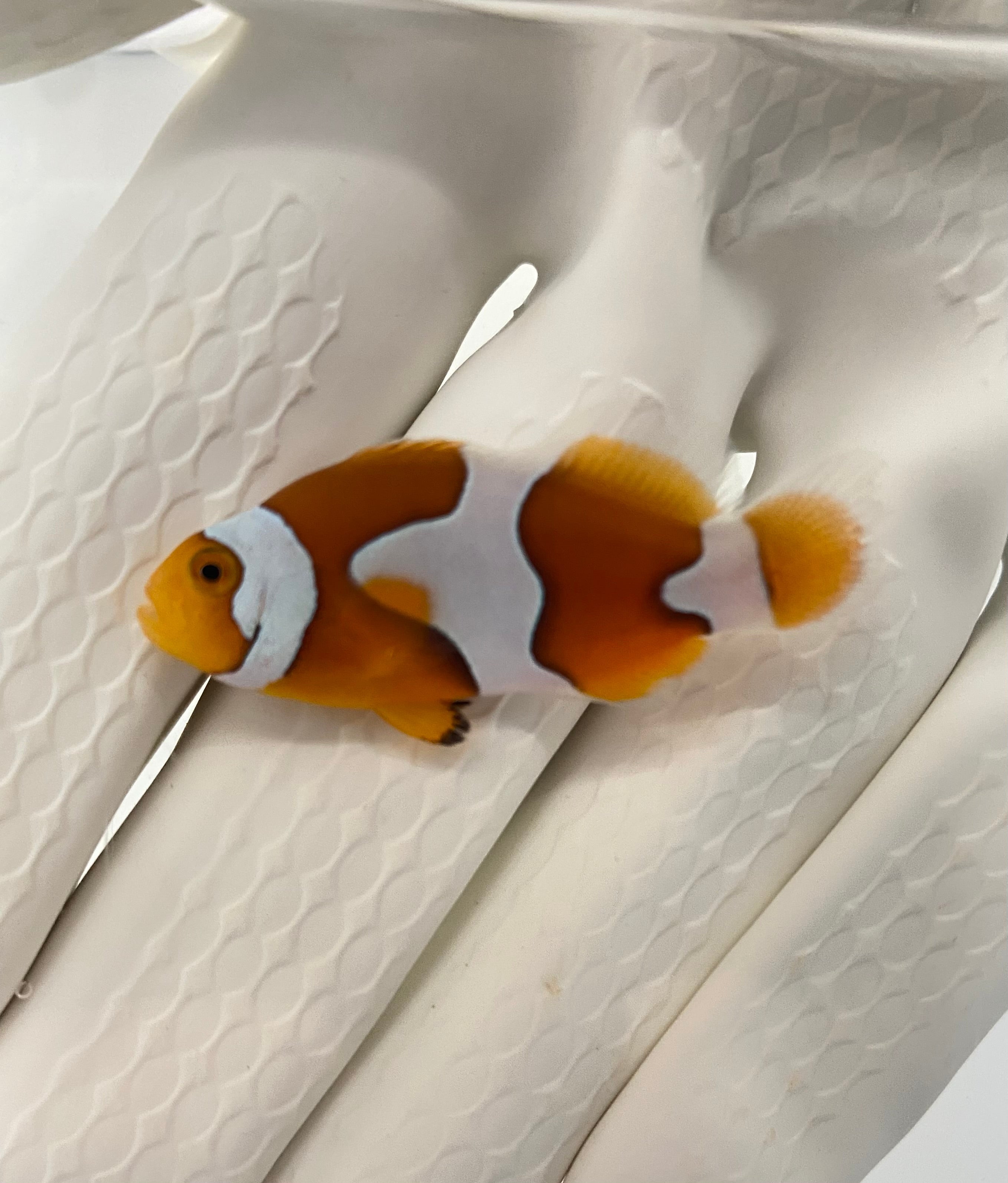 Picasso Clownfish (Amphiprion Percula)(Captive Bred)