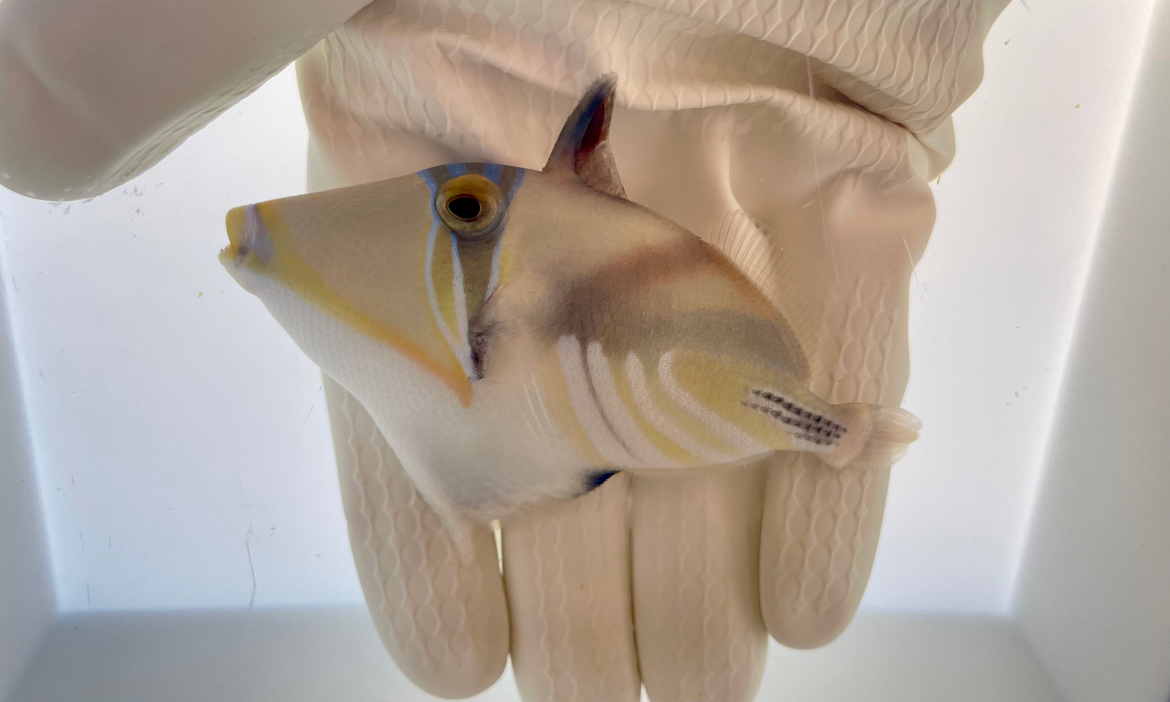 Humu Picasso Triggerfish | Saltwater Fish Near Me | TSM Corals