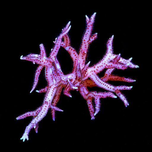 ORA Pink Hyacinth Birdsnest (Seriatopora hystrix)