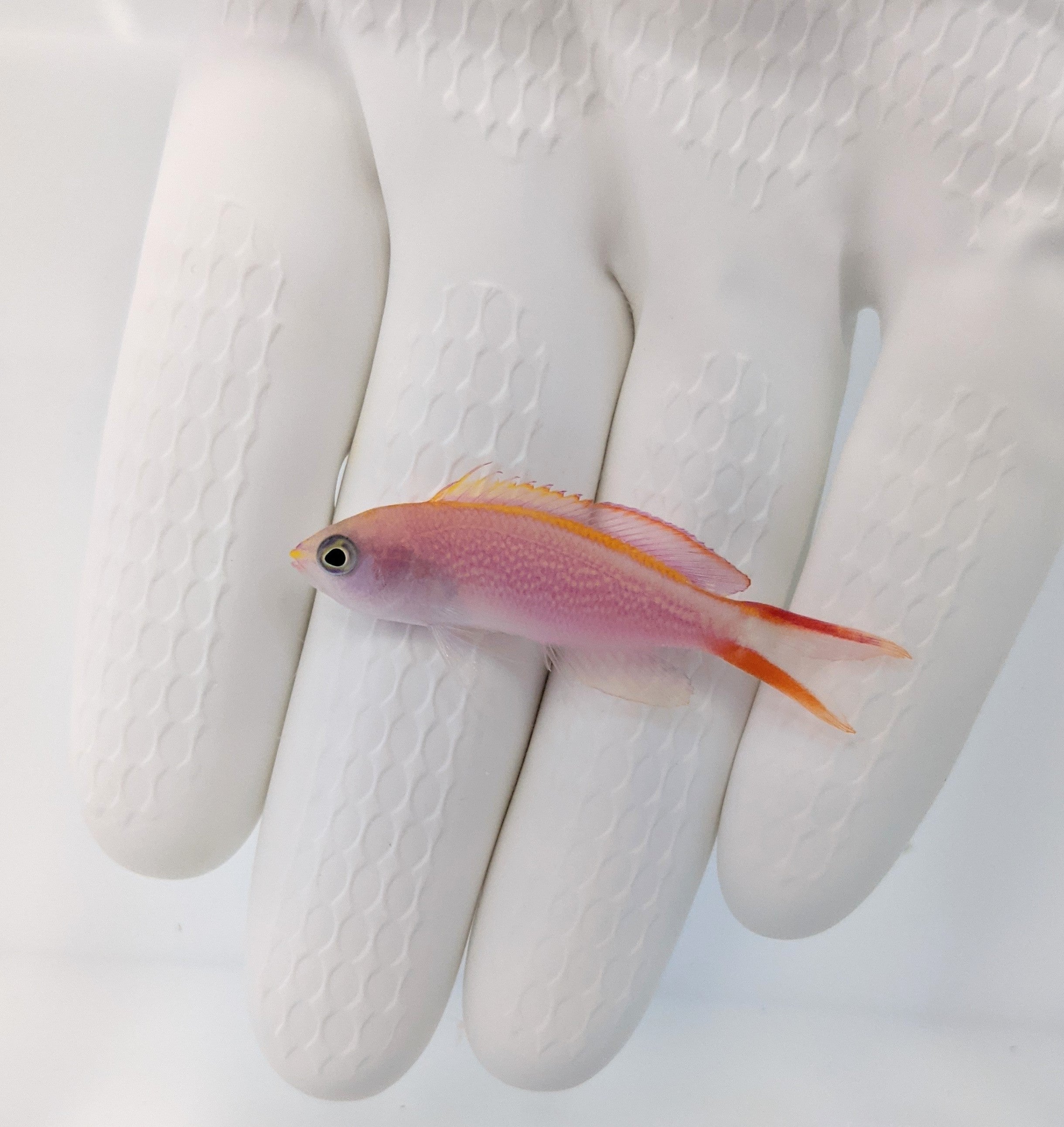 Princess Anthias (Pseudanthias smithvanizi)10/5-10/10(14 Day QT)