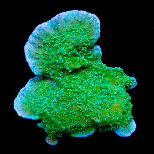 Green Cap Purple Rim Montipora