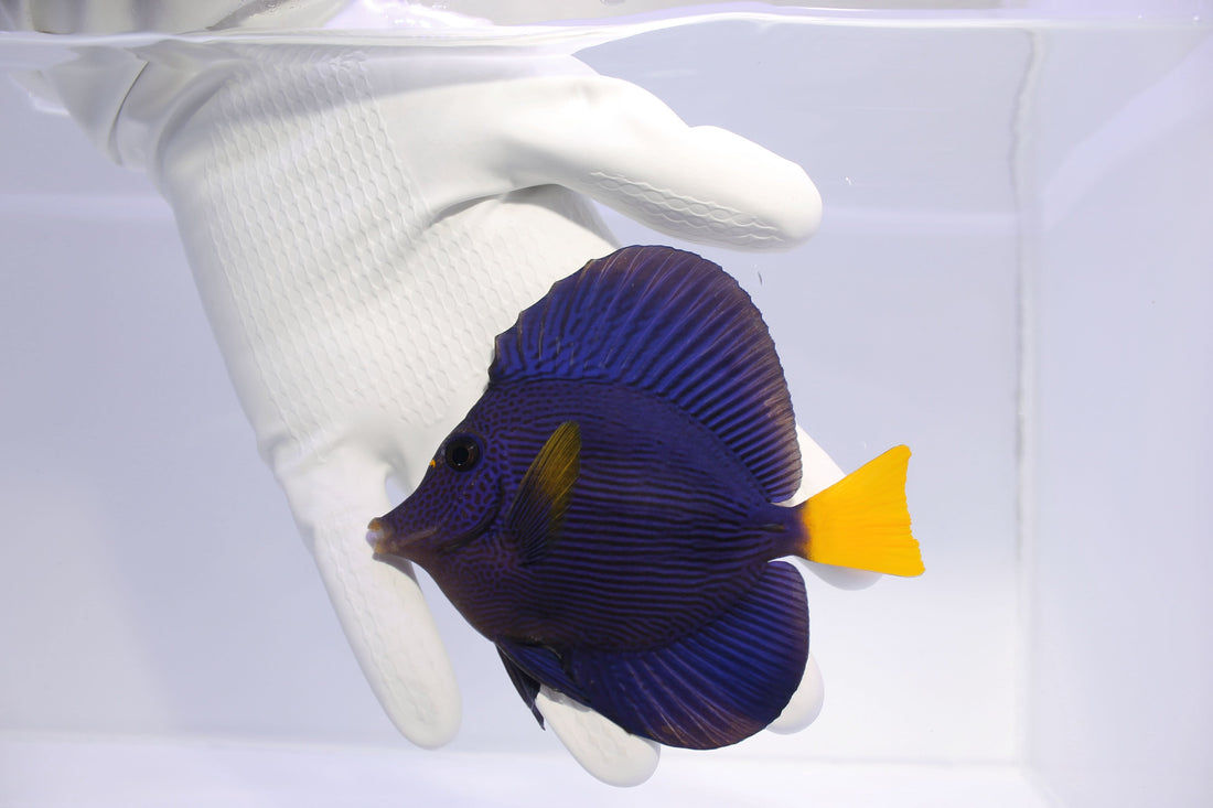 Buy Purple Tang for Sale – Zebrasoma xanthurum | TSM Aquatics