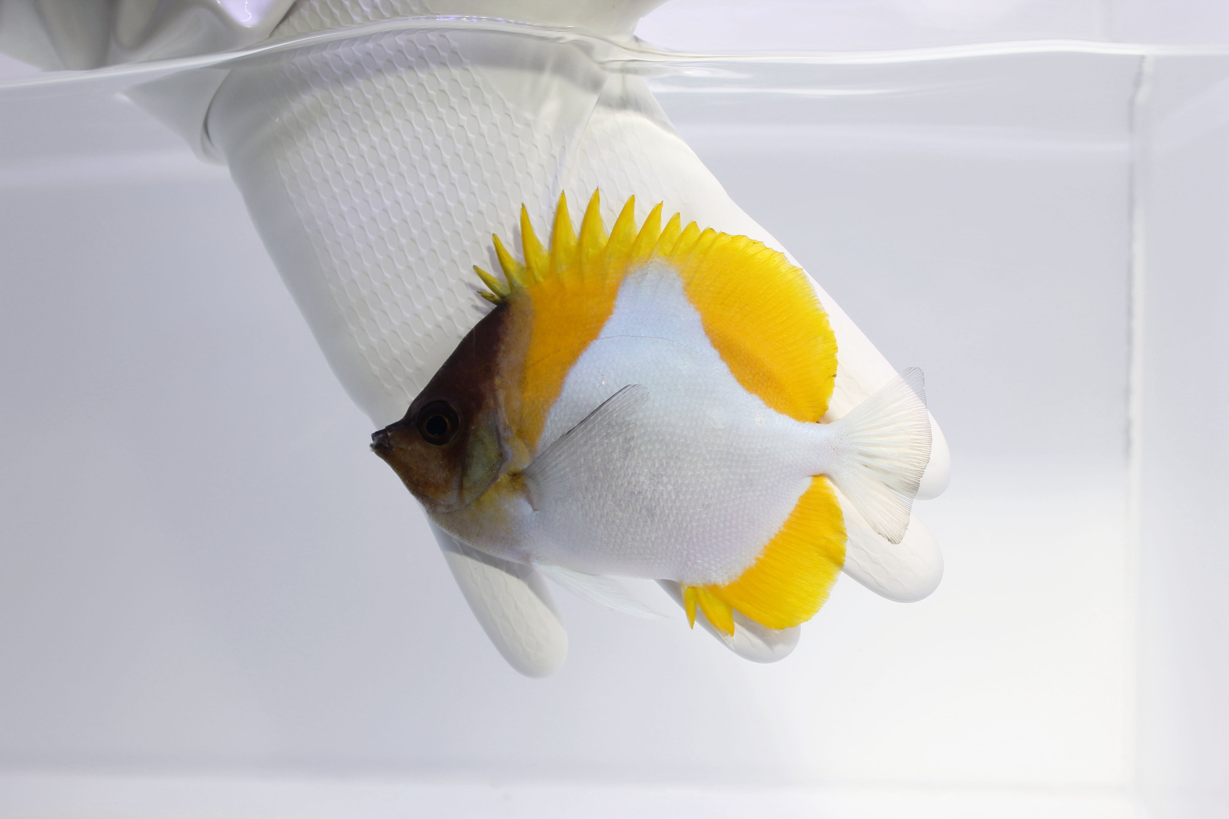 Pyramid Butterflyfish (Hemitaurichthys polylepis)4/25(Pre-Order)