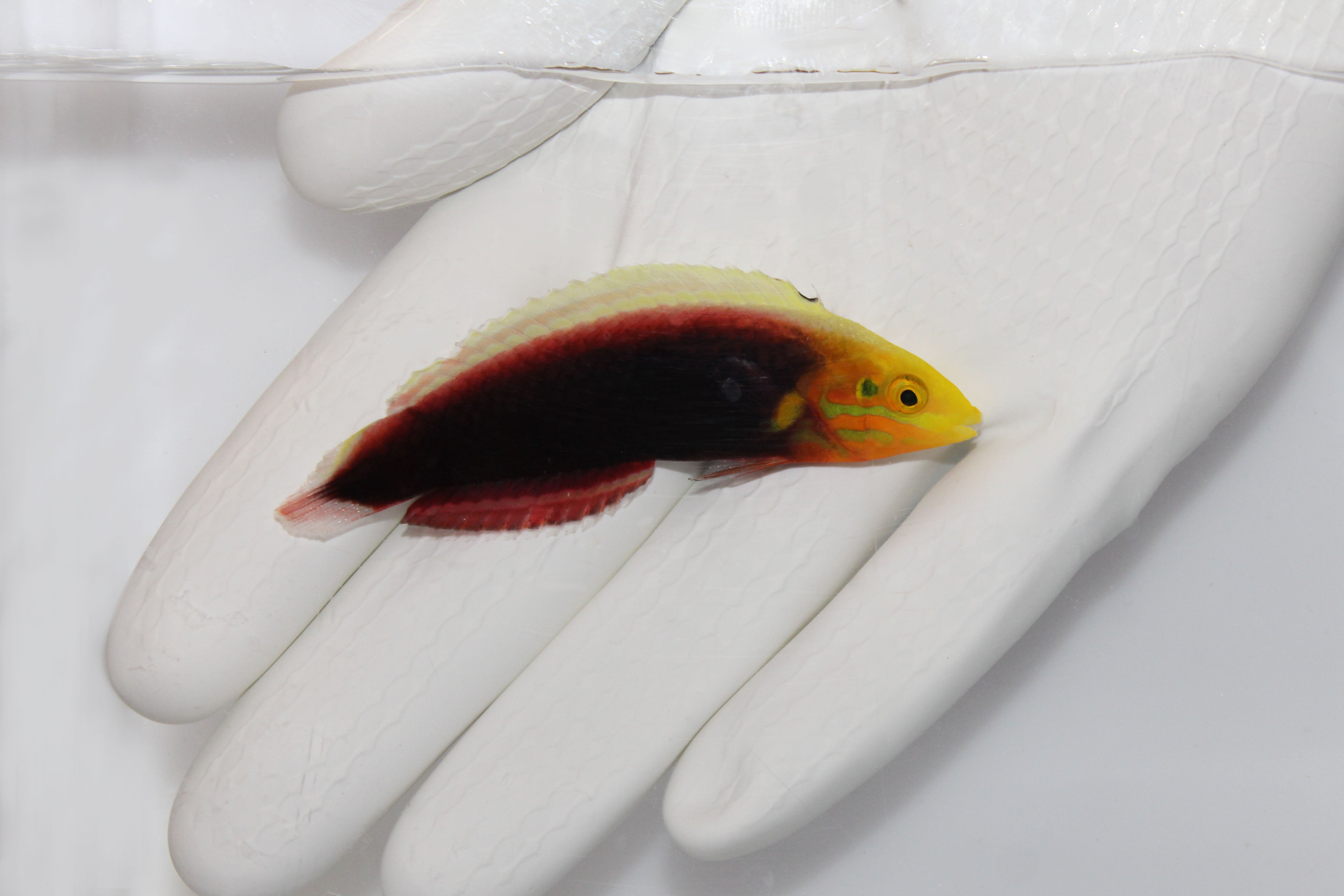 Radiant Wrasse (Halichoeres iridis)1/20(Pre-Order)