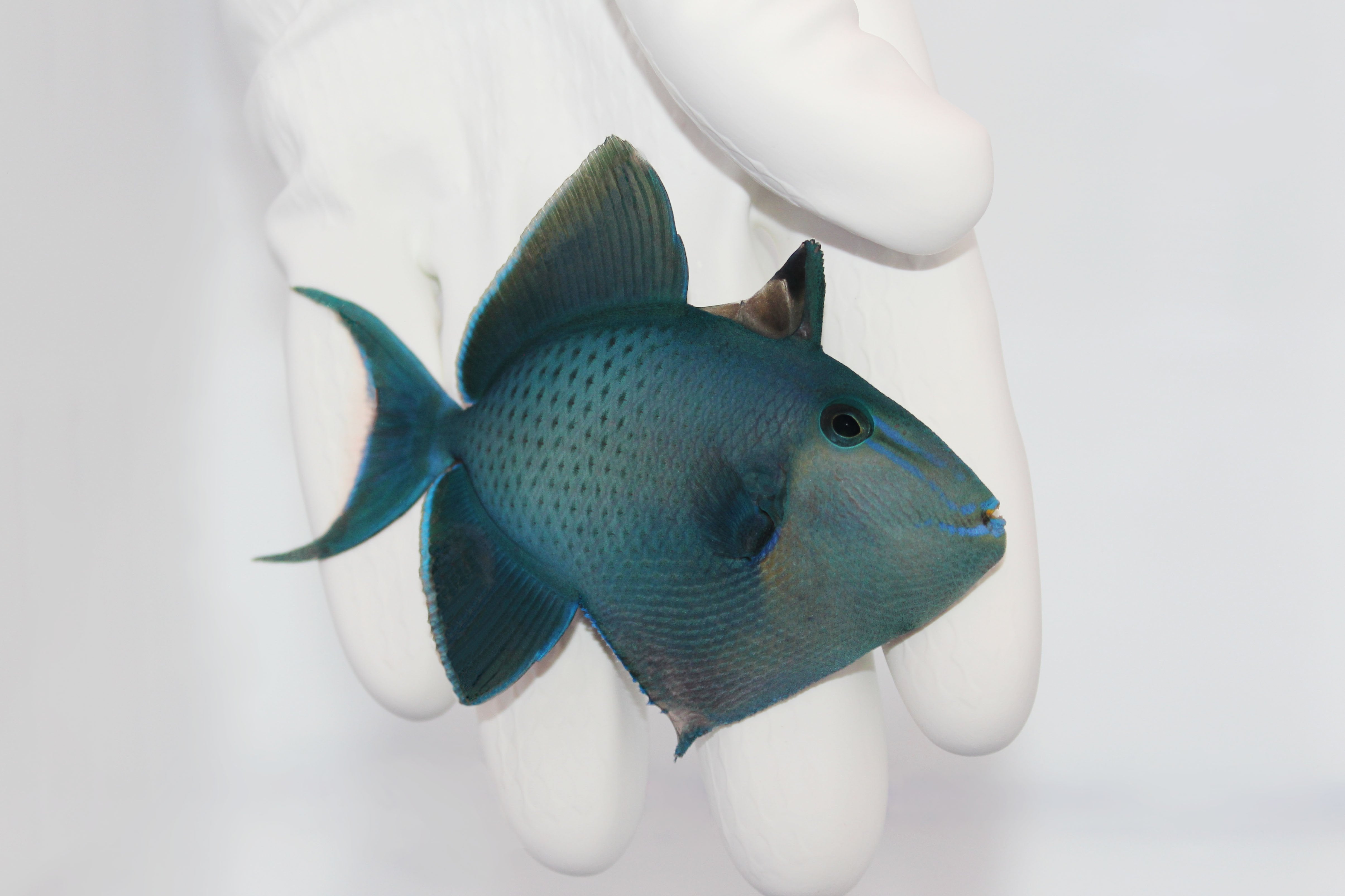 Niger Trigger (Odonus niger)3/11(Pre-Order)