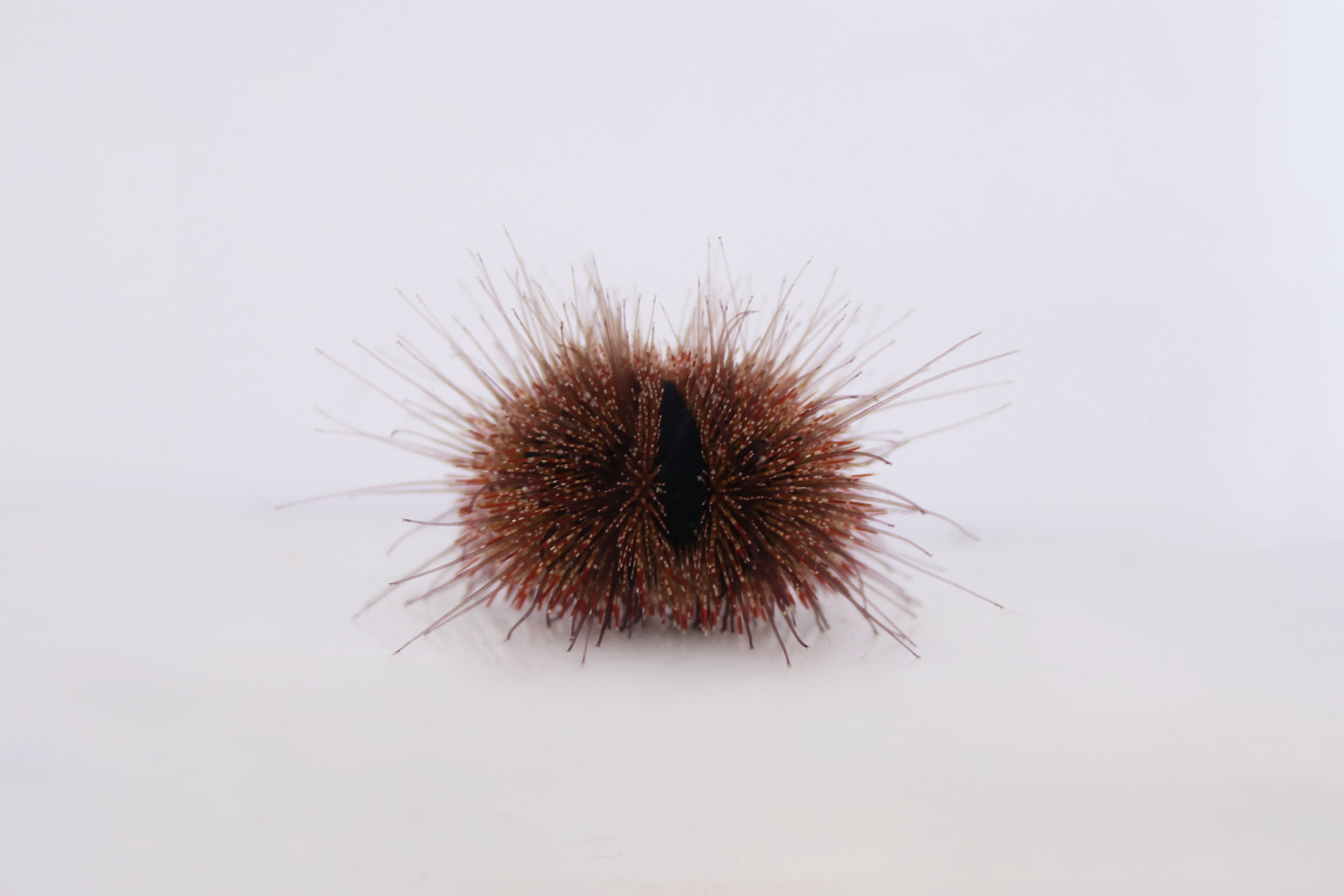 Royal Tuxedo Urchin (Mespilia globulus)