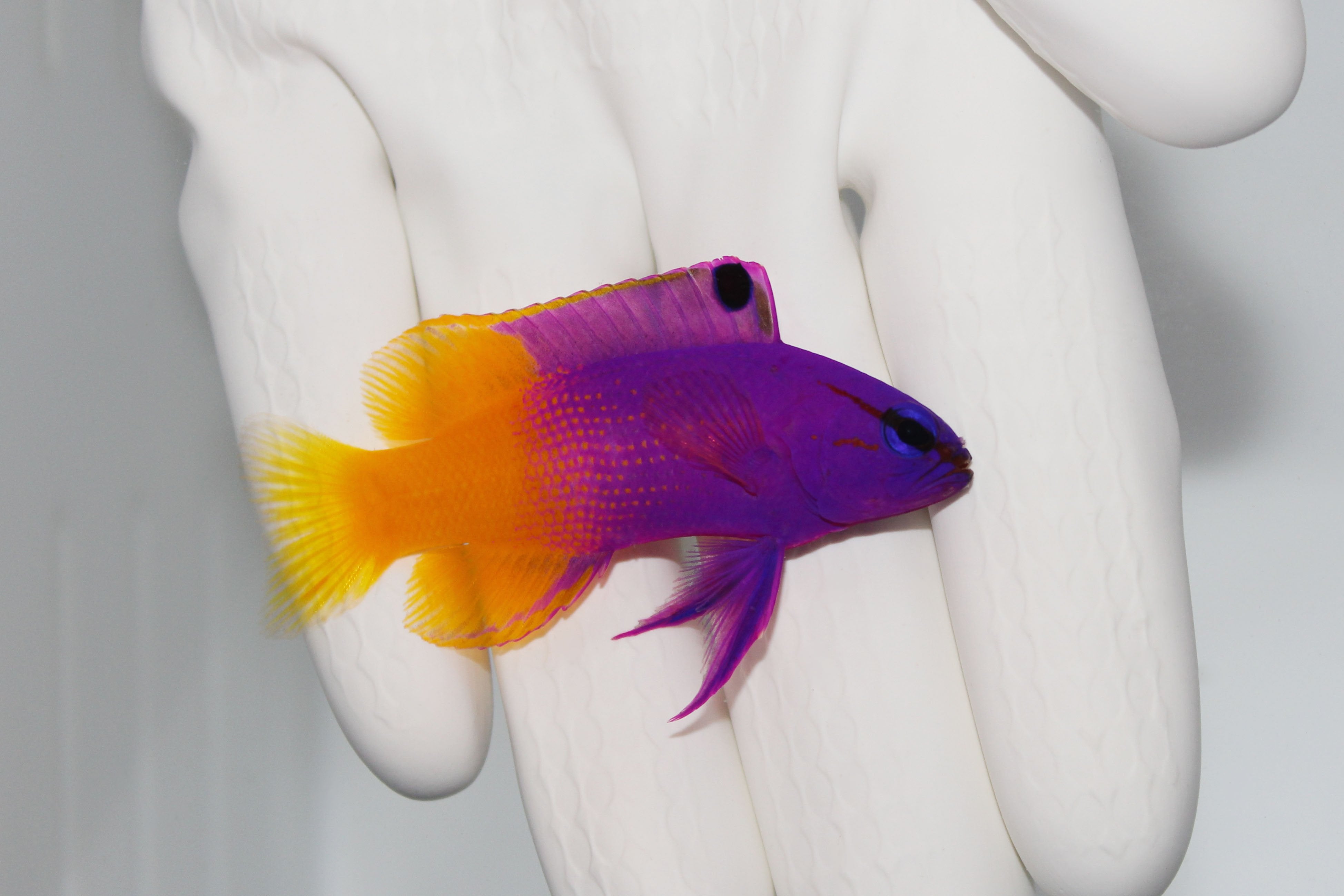 Royal Gramma Basslet (Gramma loreto)4/20(pre-order)