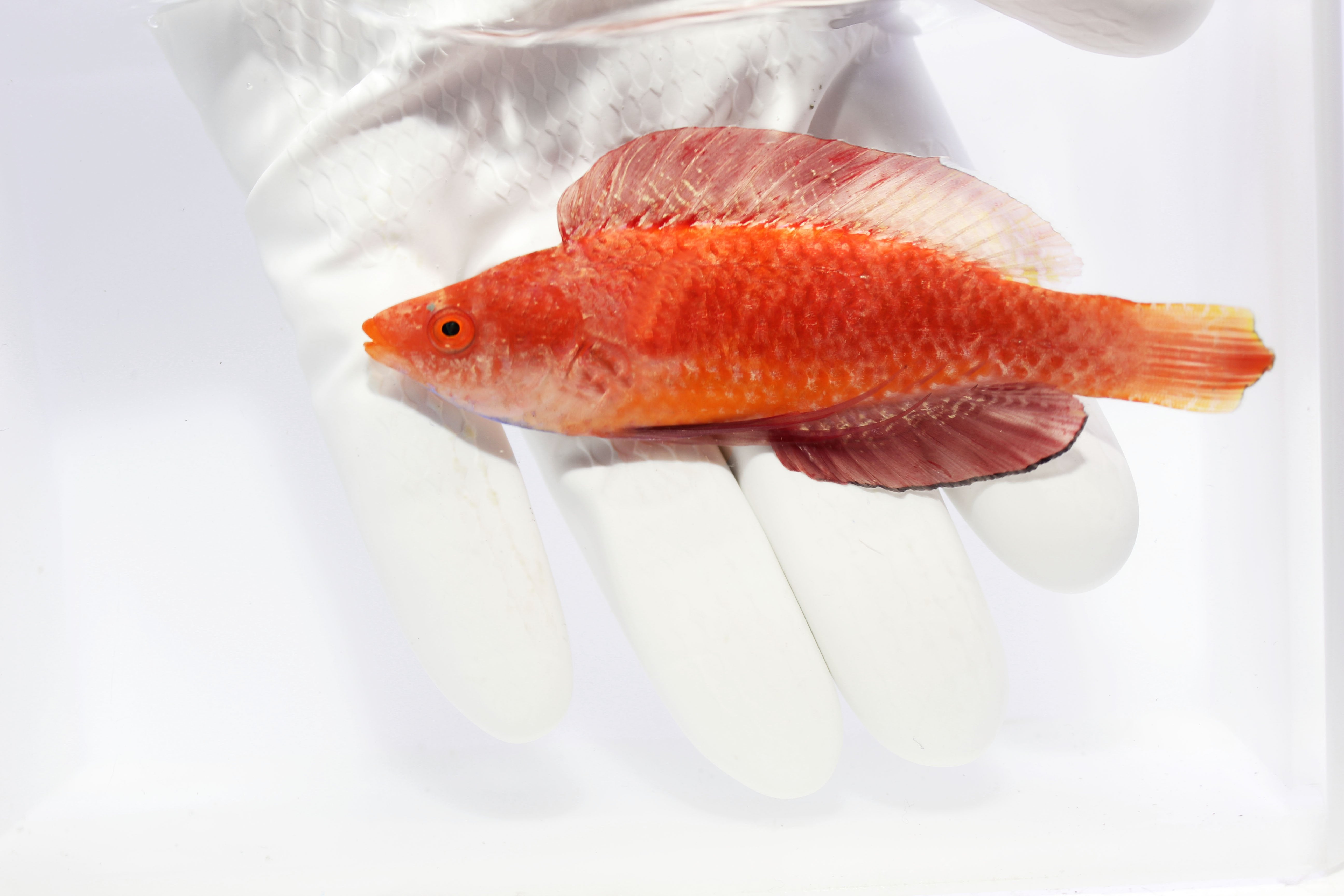 Ruby Finned Fairy Wrasse (Cirrhilabrus rubripinnis)