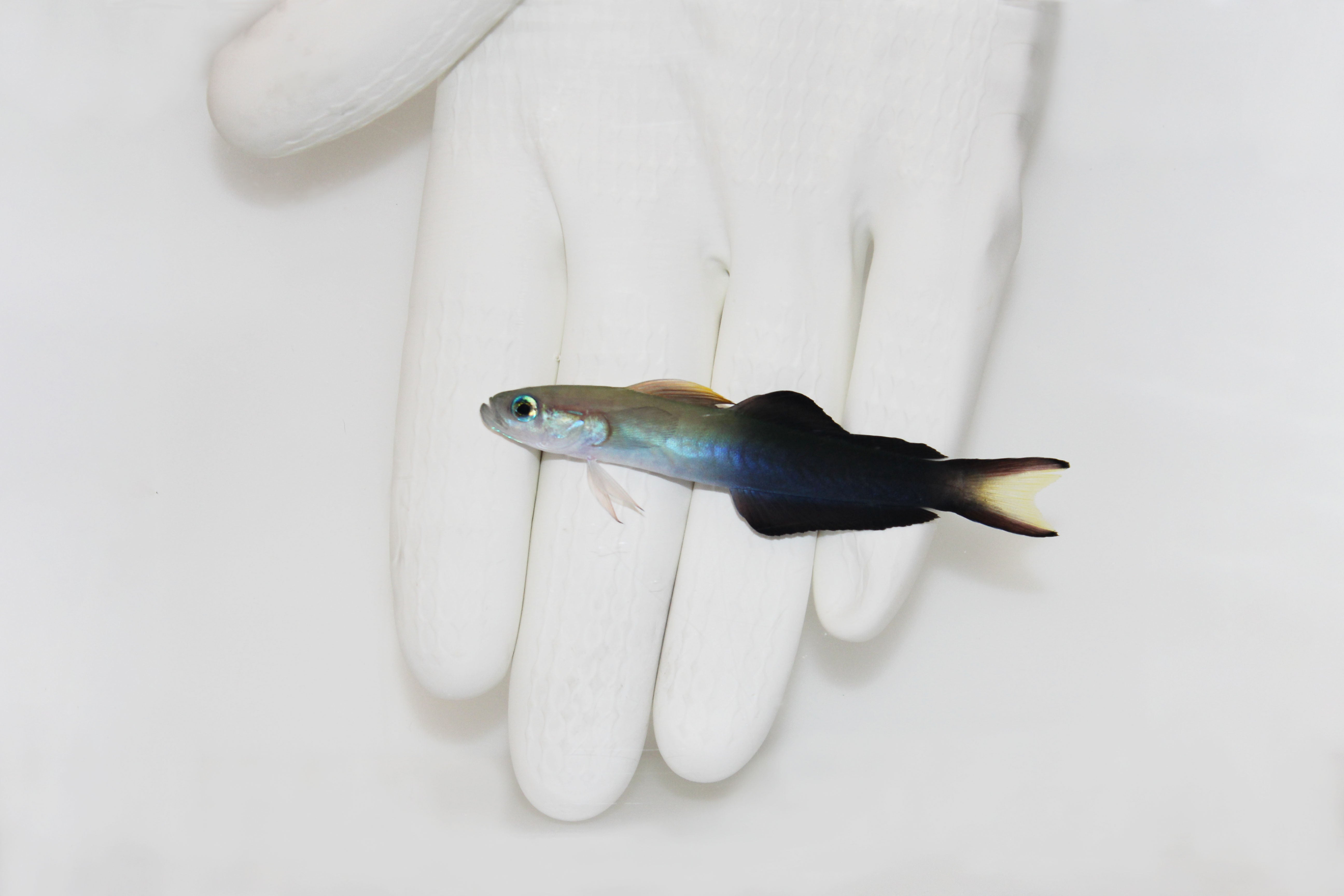Scissortail Dartfish (Ptereleotris evides)