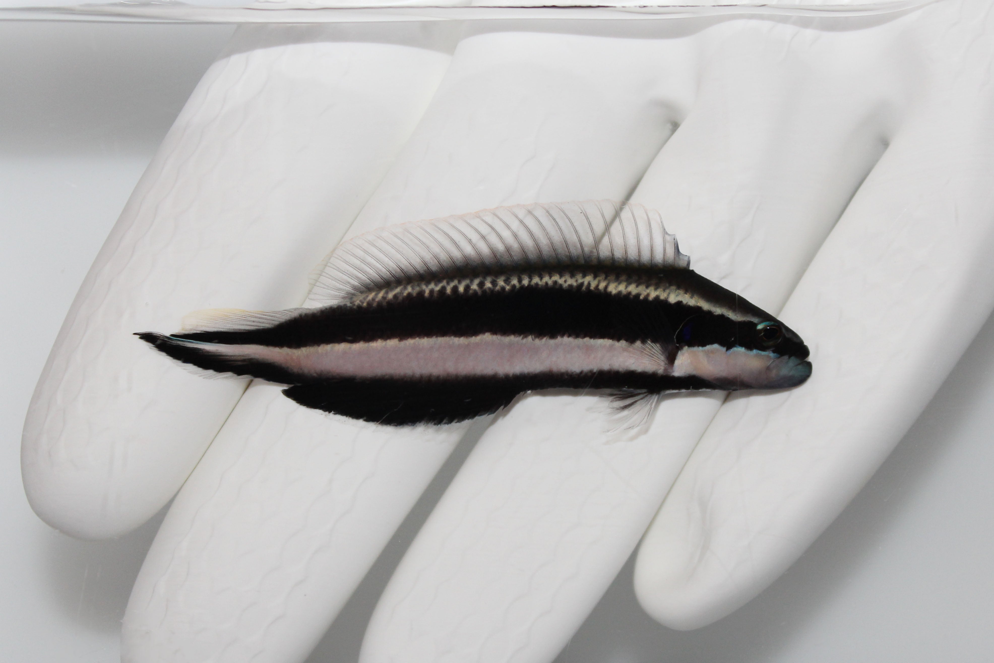 Striped Dottyback (Pseudochromis sankeyi)