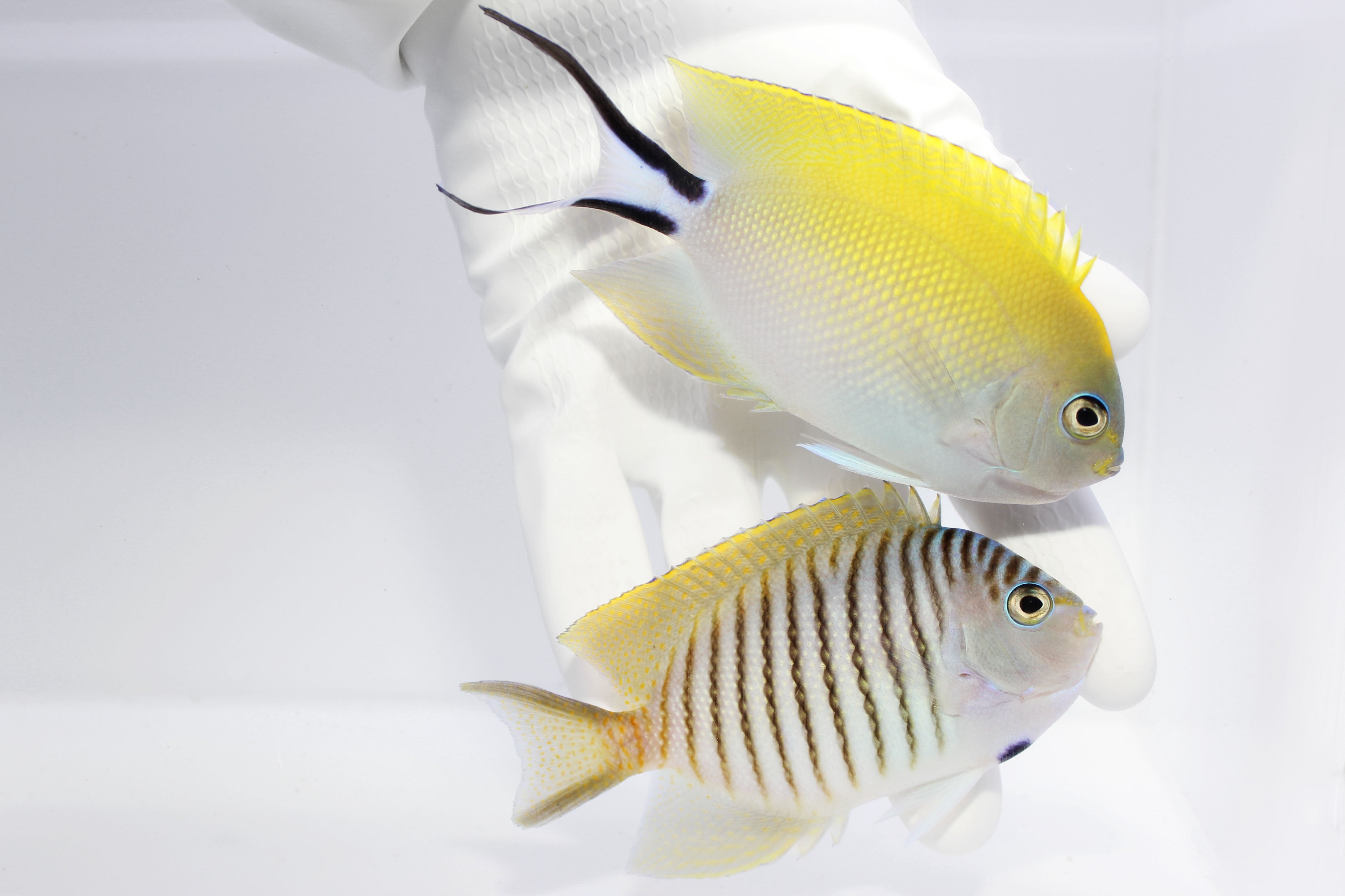 Spotbreast Angelfish female (Genicanthus melanospilos)