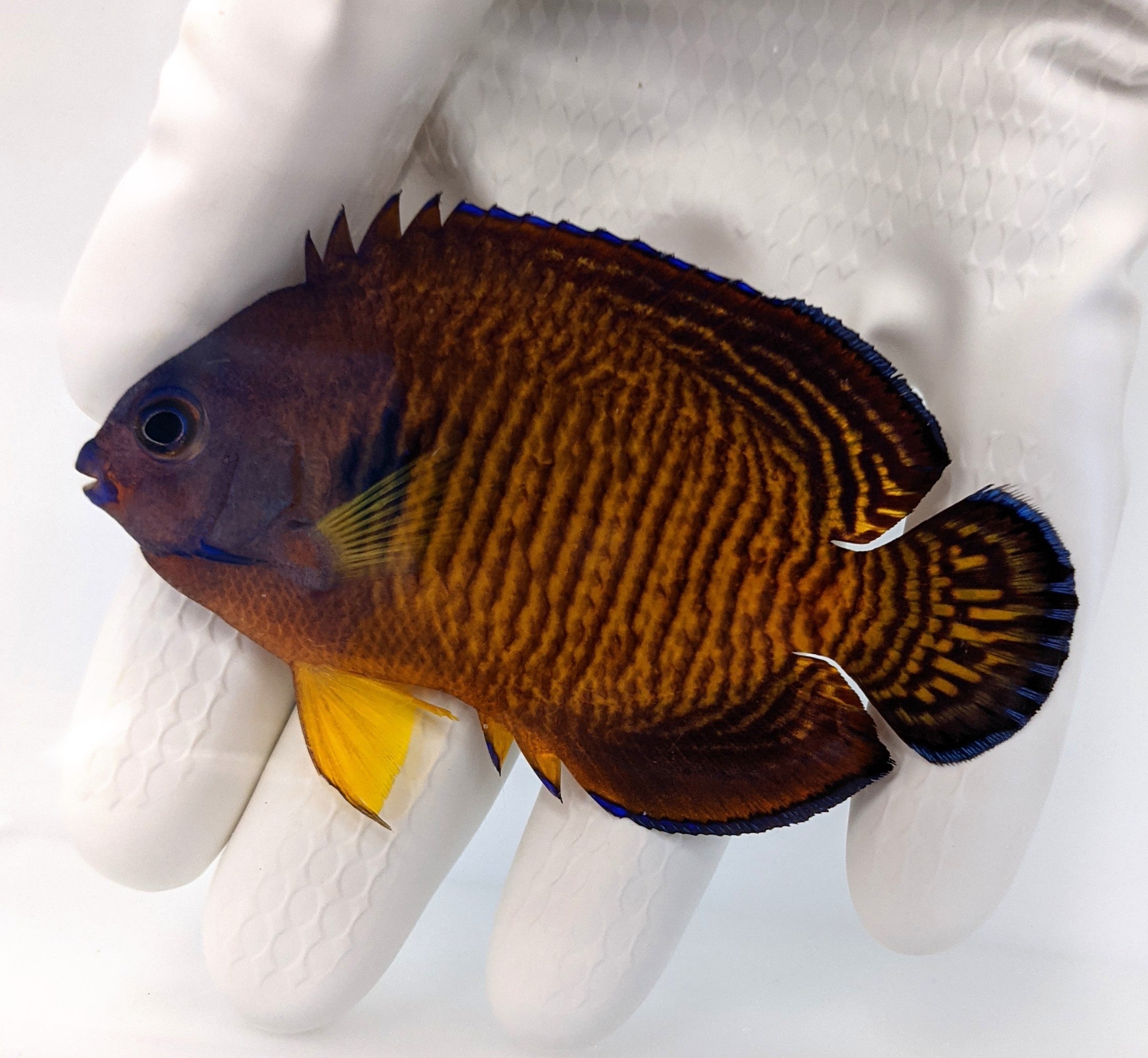 Fully QT Tiger Tail Coral Beauty