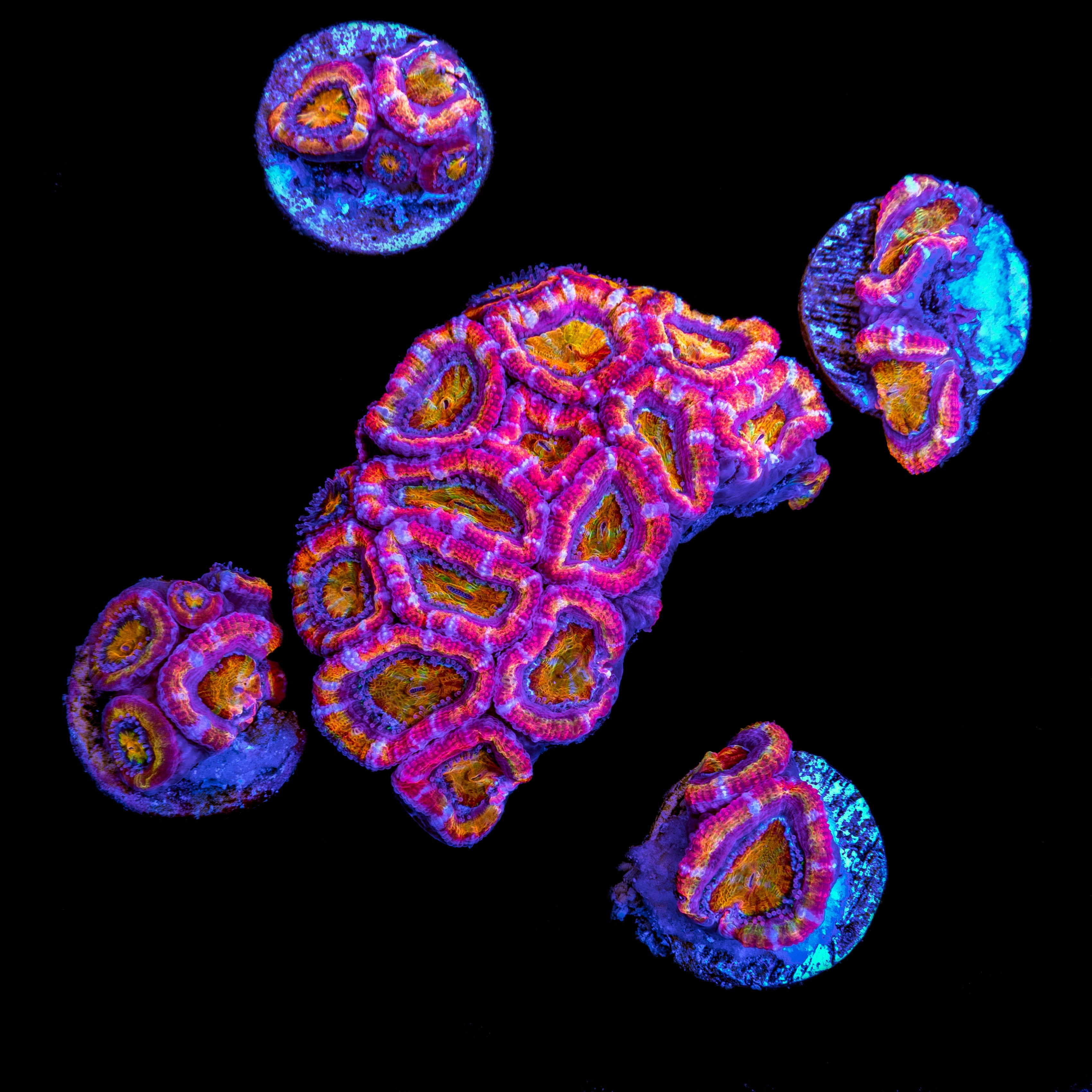 Ultra Rainbow Acan (Acanthastrea)